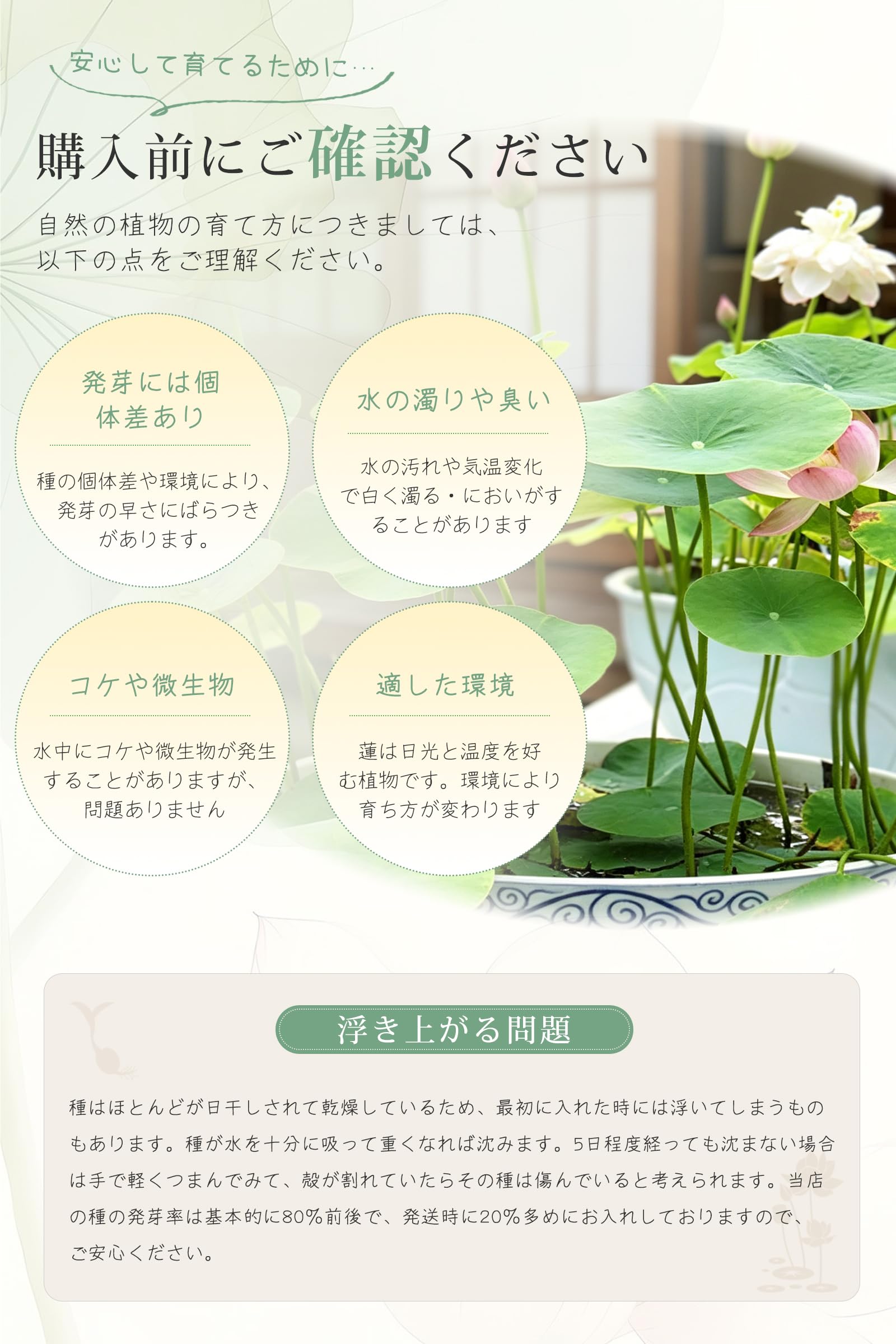 Amazon.co.jp: ハスの種 菜蓮 蓮の種 10粒＋2粒おまけ付き 観賞用ハス