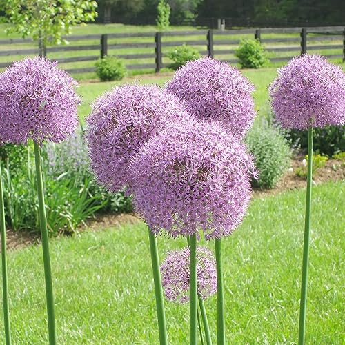 Miniatura 1 de YEGAOL Garden - 50 semillas gigantes de Allium Giganteum moradas para plantar reliquia de resistencia al frío y flores cortadas sin OMG, gran regalo