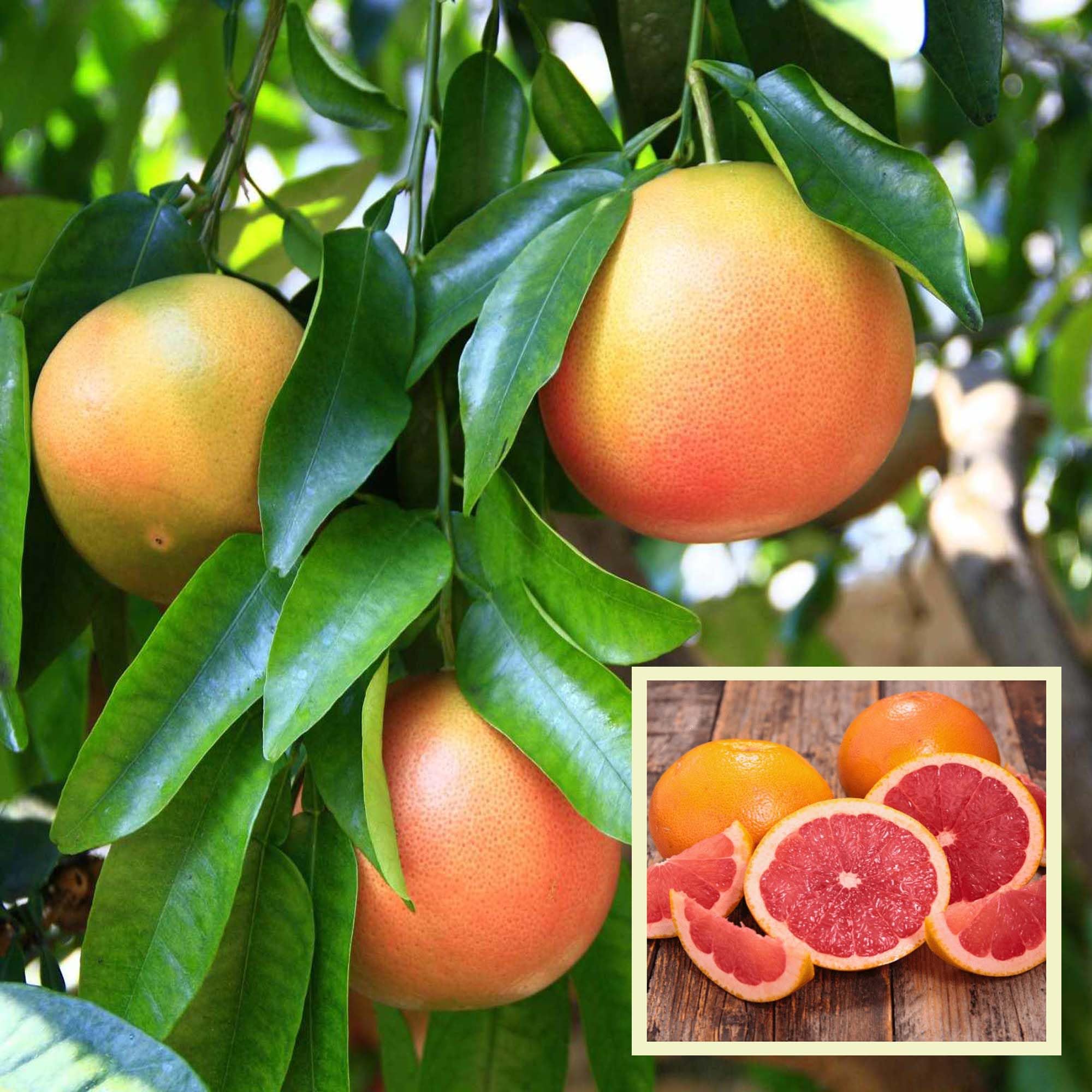HAPING Star Ruby Grapefruit Grafted Fruit Live Plant (1-2 Feet Height) (B0CYC19P6F) Amazon Price History, Amazon Price Tracker