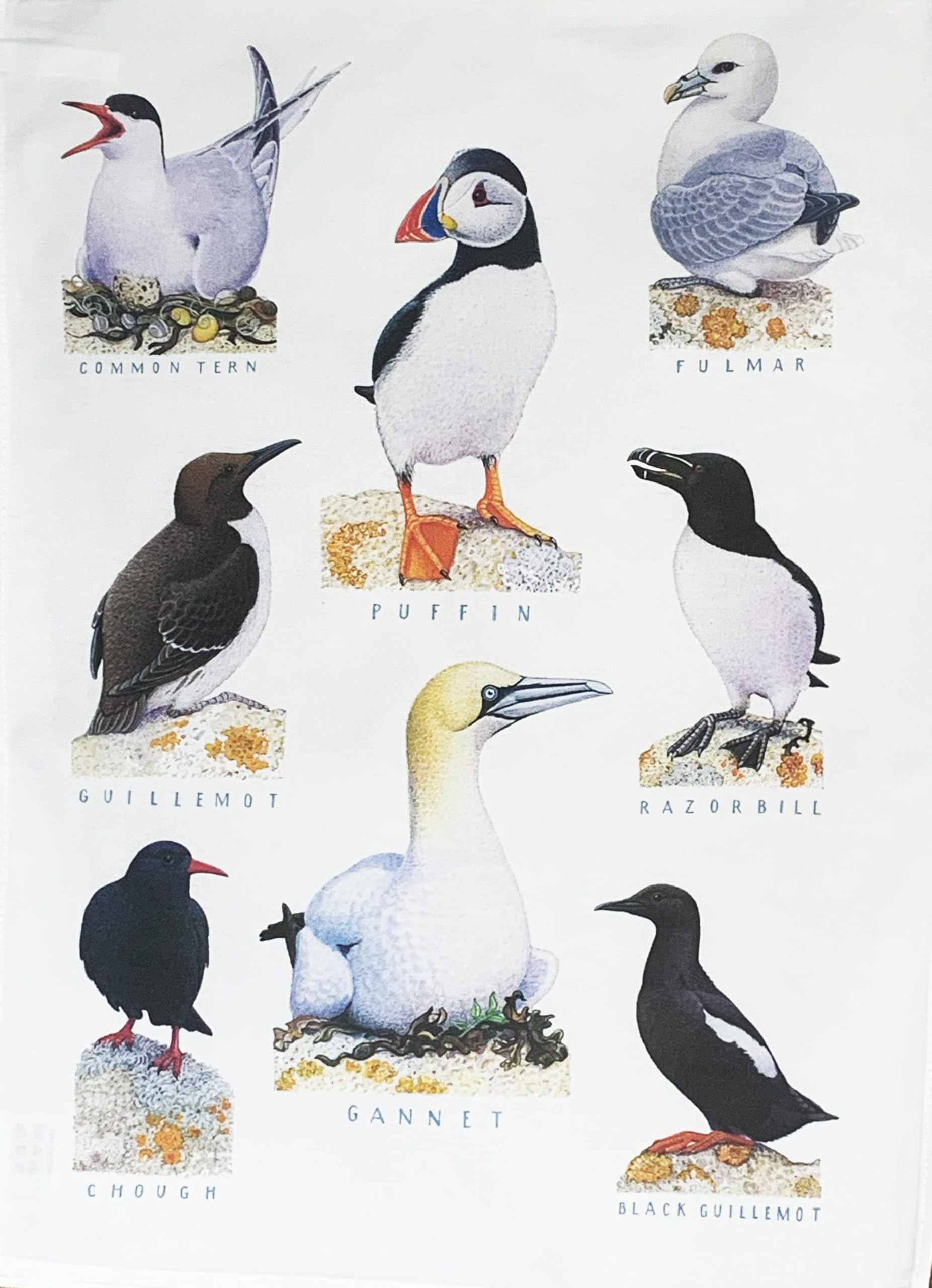 Half a Donkey Traditional Sea Birds Large Cotton Tea Towel