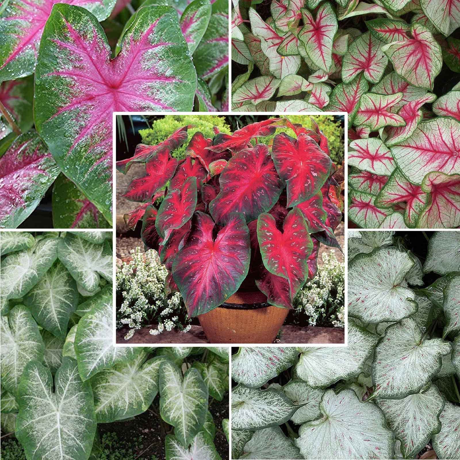 Andhagnai Greens Imported Flower Bulbs Caladium/Elephant Ear Rosebud Beautiful Colors for Gardening - Pack Of 5 Bulbs (B0CWF2HW7M) Amazon Price History, Amazon Price Tracker