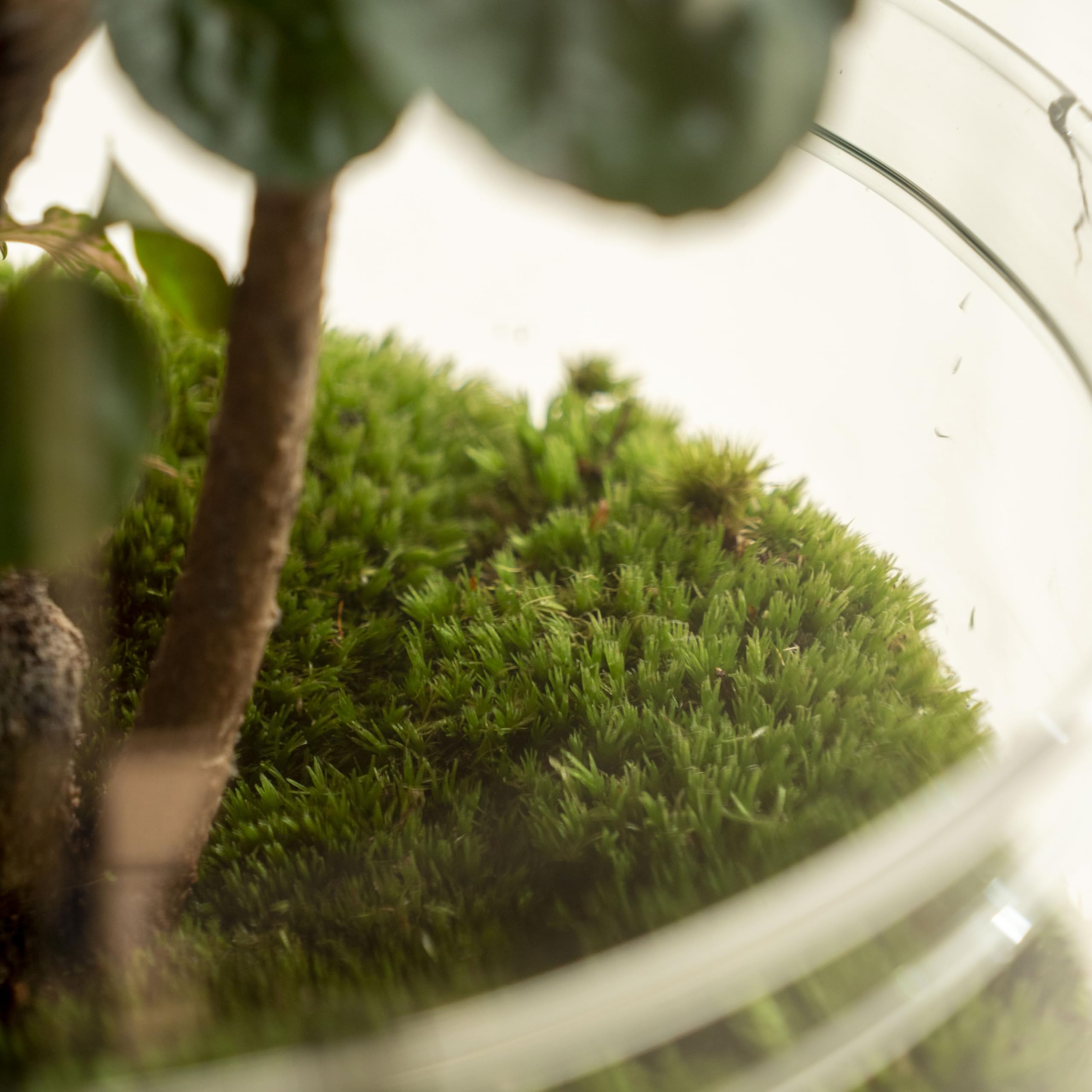 Terrario Plantas de Cristal | Recipiente con Ficus Ginseng y Fitonia | Jardín Eterno | Omotesando | Plantas Naturales | Ecosistema Natural | Jardín en un Bol | Regar una Vez al año | Midori