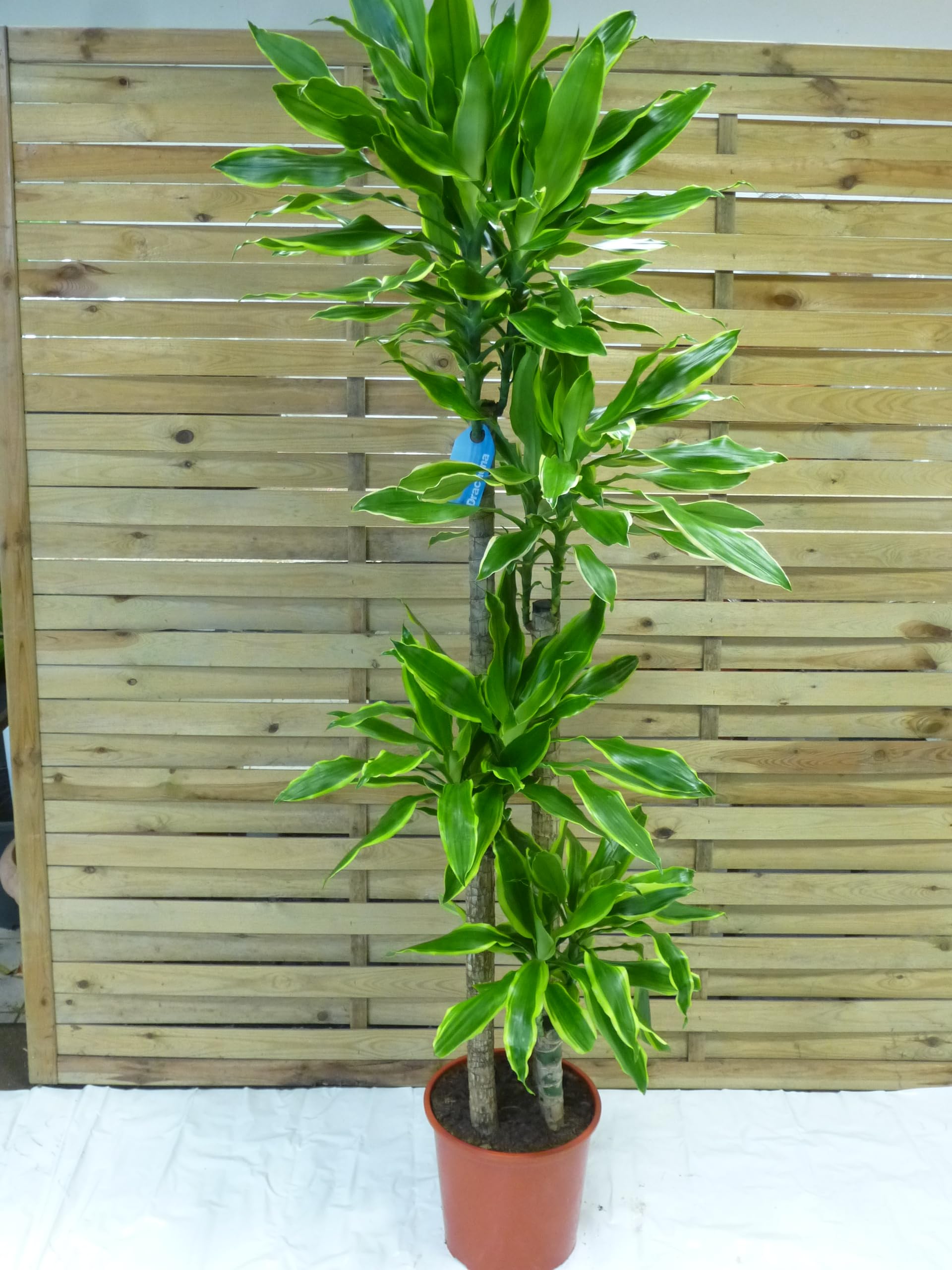 sansevieria black coral Black Coral Snake Plant | Indoor Plants main image 0