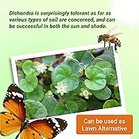 Vista 5 de Outsidepride Semillas de Dichondra Repens Perennes - 1 libra Semillas densas verdes de cobertura del suelo de bajo mantenimiento para plantar, ideal