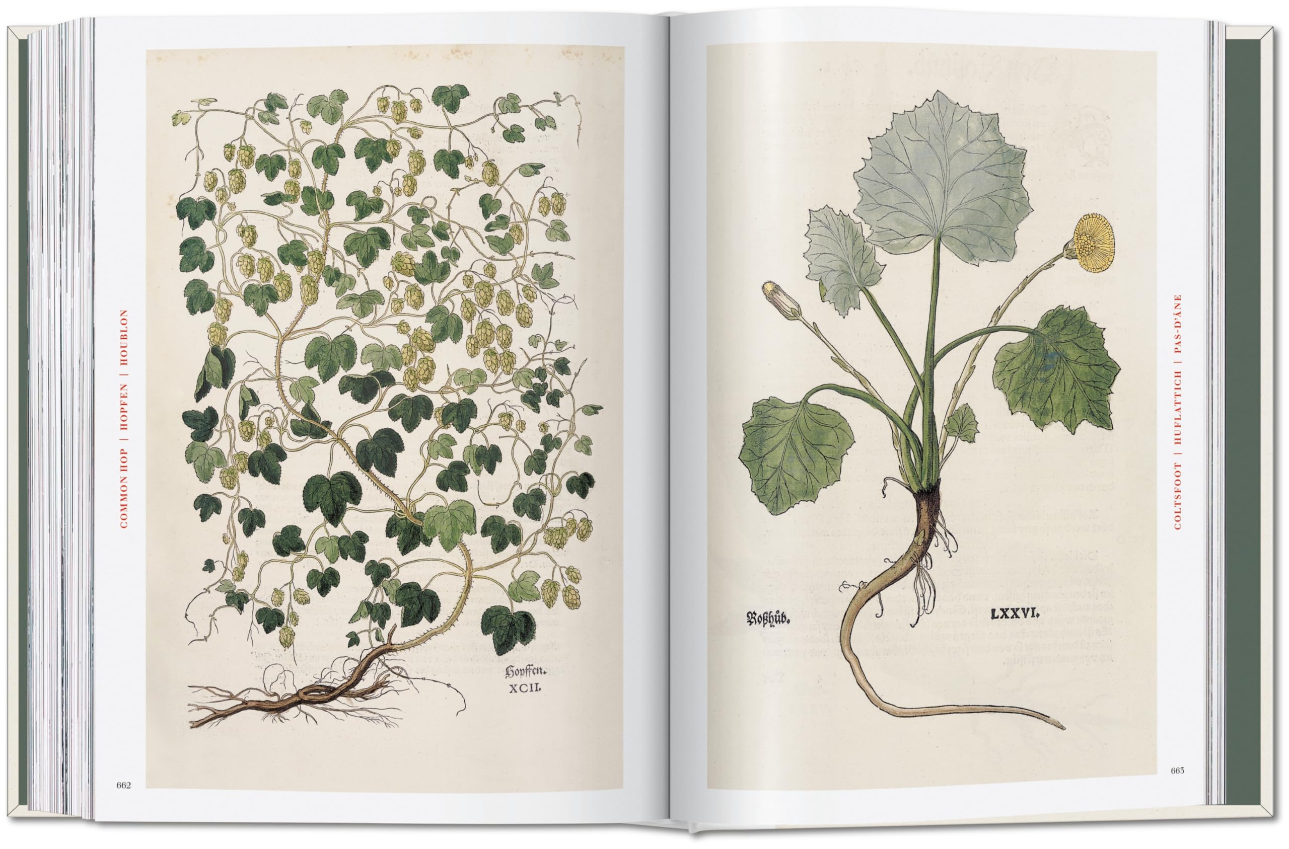 Leonhart Fuchs: The New Herbal