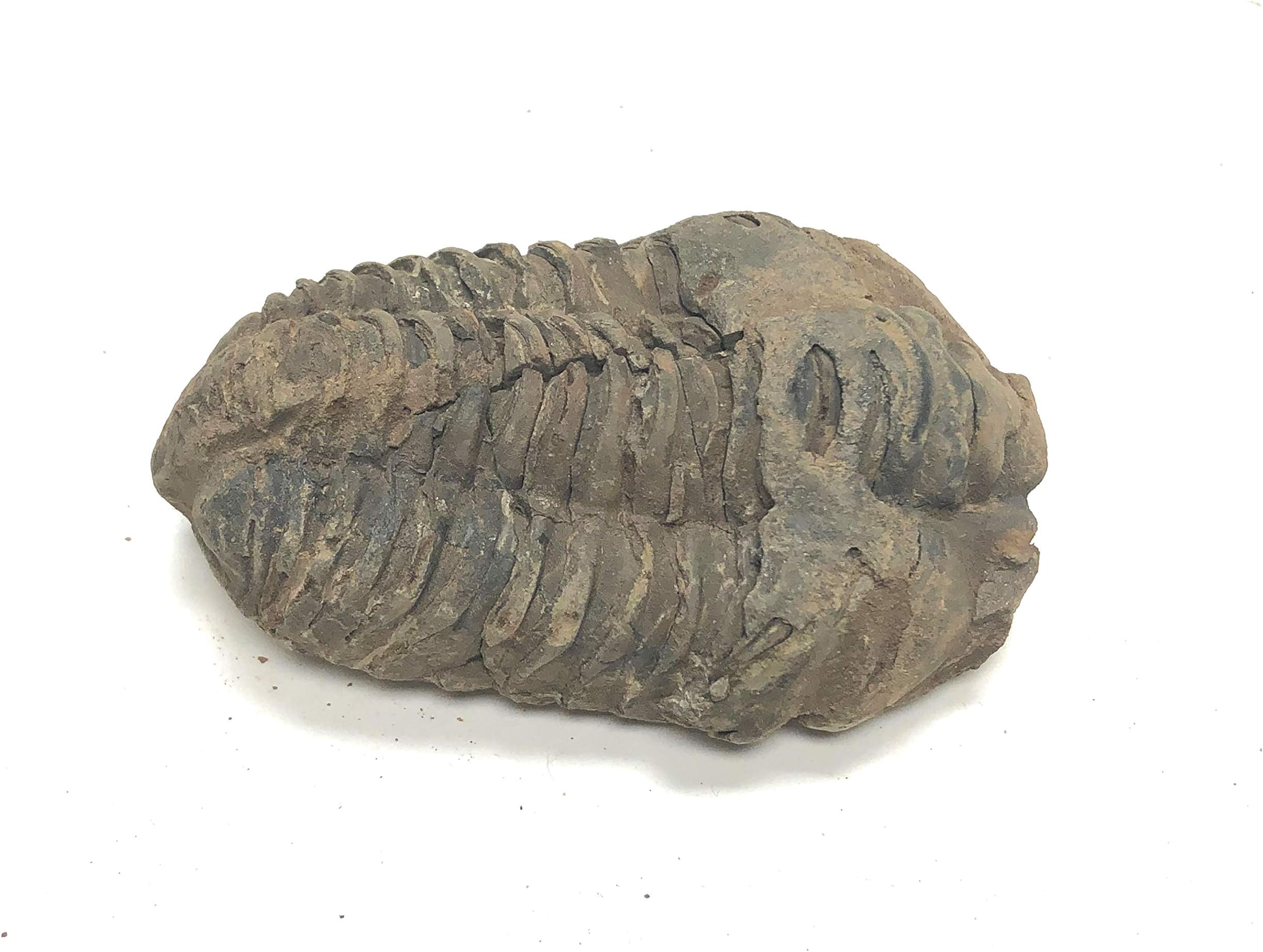 Zentron Crystal Collection Calament Triobite Prehistoric Fossil 2.5"