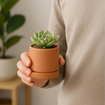 D'vine Dev 2-Pack Terracotta Plant Pots with Saucers, 3 Inch, 40-X-B-0 | Cylinder Shape, Timeless Style, Unglazed Terracotta, Porous & Breathable, Ideal for Succulents, Herbs, and Indoor Decor