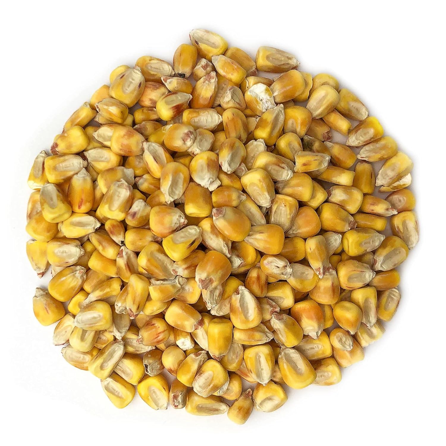 Food to Live Organic Yellow Whole Corn, 20 Pounds - Non-GMO Maize, Cleaned and Dried Kernels, Vegan, Kosher, Bulk Cereal Grain, Good Source of B vitamins, Thiamin, and Folate