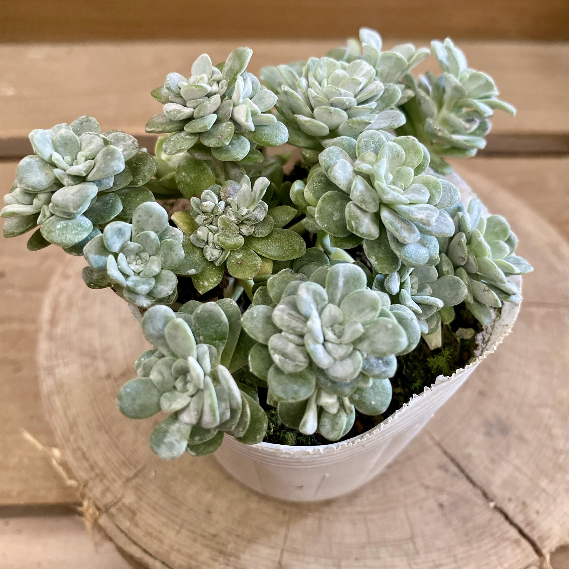 多肉植物  白雪ミセバヤ_(^O^) Amazon｜多肉植物 セダム 白雪ミセバヤ｜観葉植物 オンライン通販