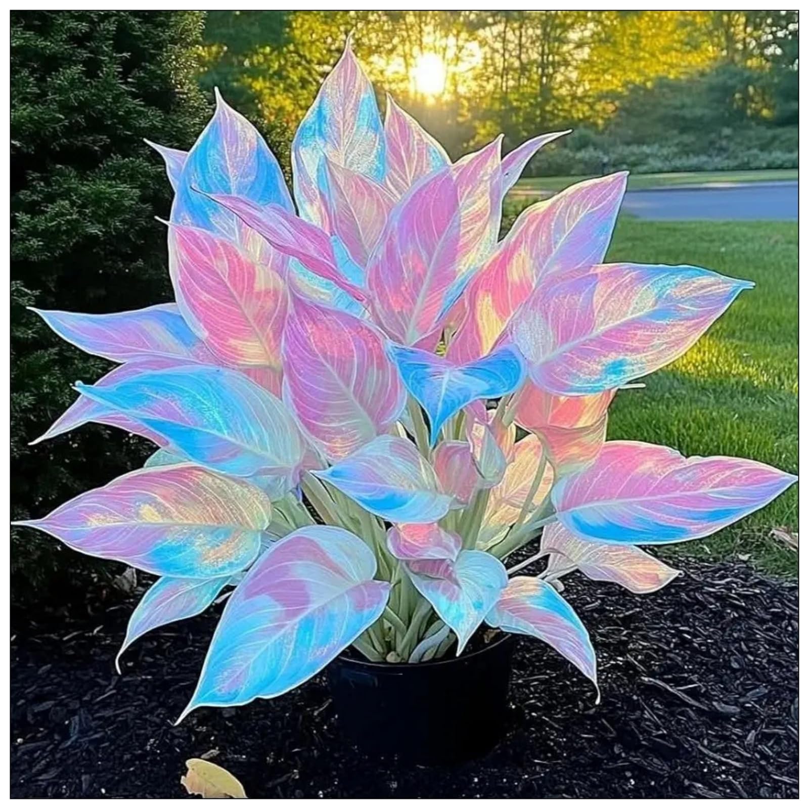 Hardy,Beautiful Hosta Bulbs,Giant Flower, Perennial, Professional for Brilliant Garden Displays-4 Bulbs-J