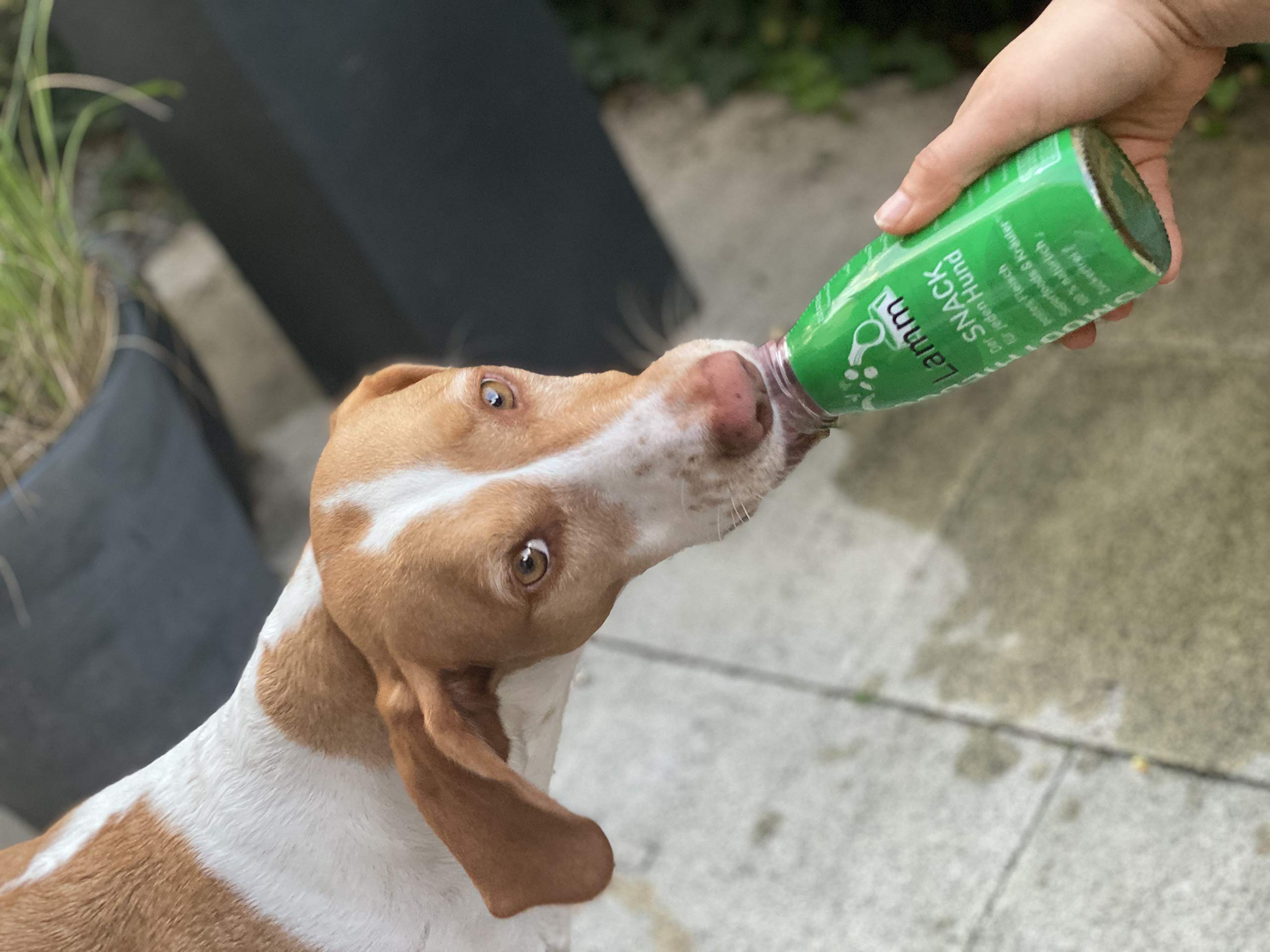 Hunde Smoothie SmoothieDog 12er Lamm - Flüssiges Hundeleckerli - Zucker- & glutenfrei - je 250ml