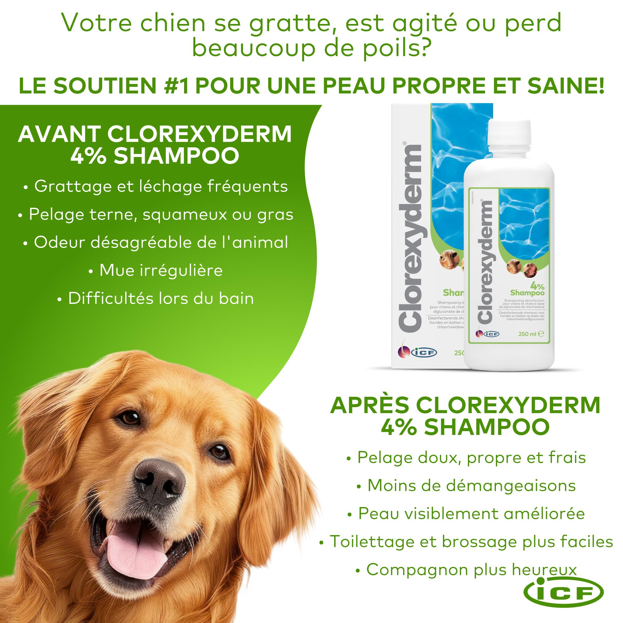 ICF | Clorexyderm 4% Shampoing Chien | Shampooing Chien Antiseptique, Hydratant et Anti Odeur pour Chien et Chat | Assainit, Hydrate et Protège la Peau | 250ml