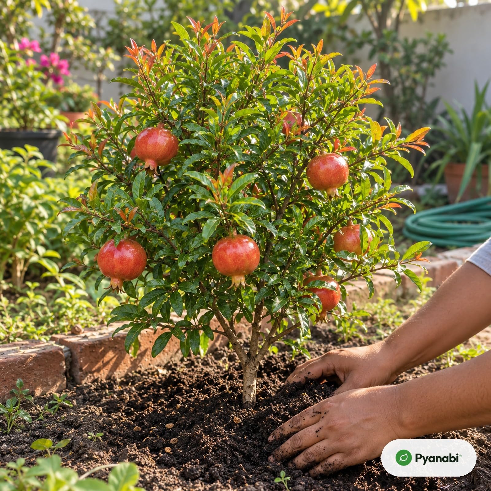 Pomegranate Plant - Grow Your Own! -7