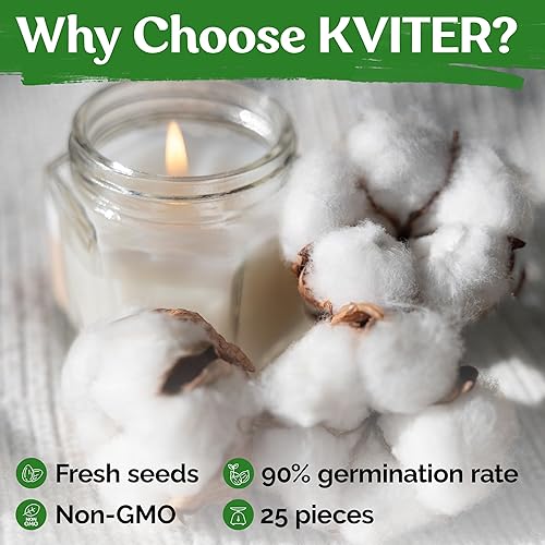 Miniatura 5 de KVITER 25 semillas de algodón blanco para plantar (Gossypium hirsutum) Planta de algodón real, semillas de algodón para cultivo, semillas de