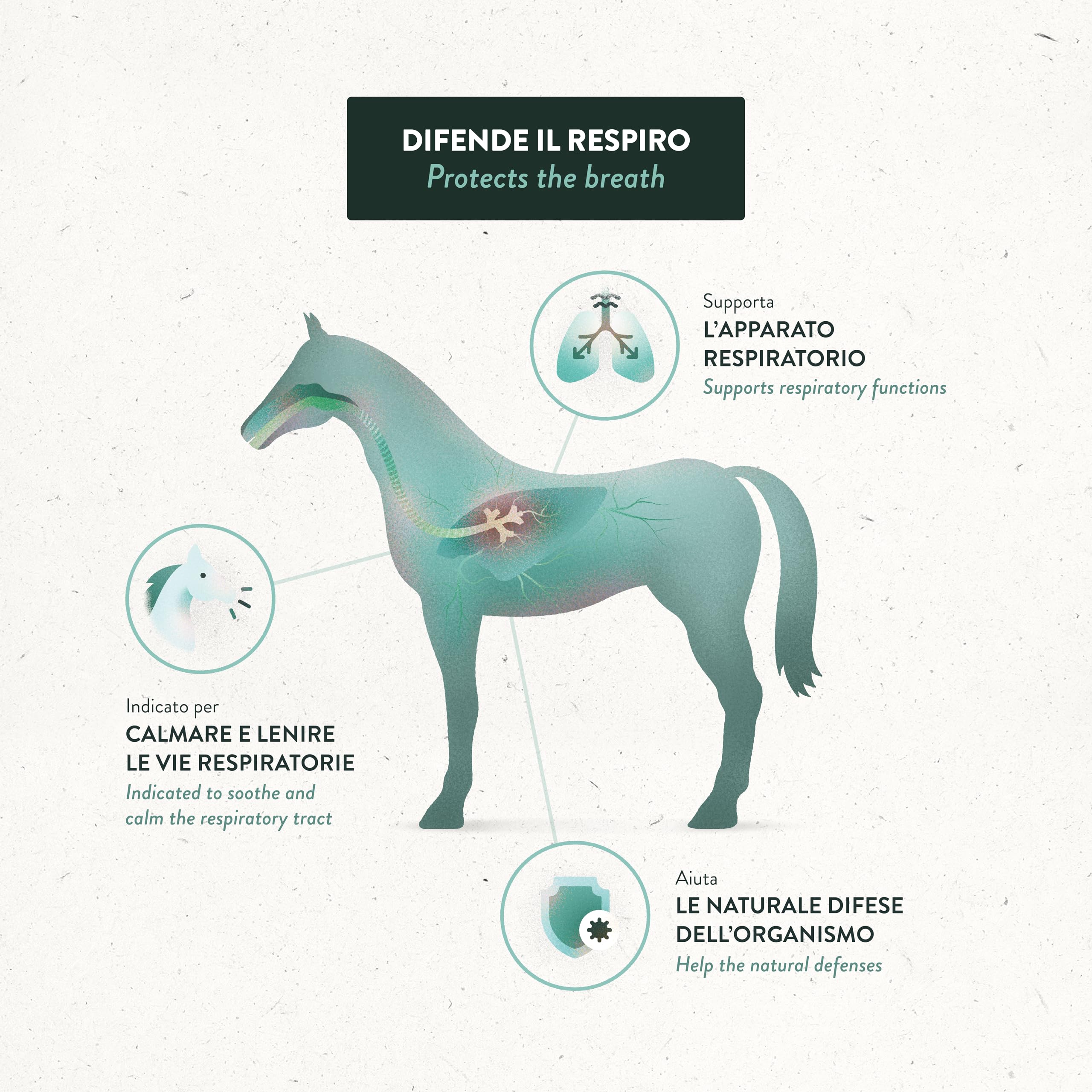 Guidolin Horses Equibar Respirity Barretta Funzionale per il Supporto dell'Apparato Respiratorio del Cavallo 100% Naturale Doping Free 600g per Cavalli
