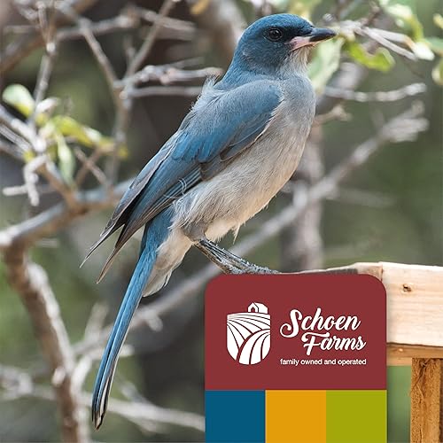 Miniatura 8 de Schoen Farms Semillas de girasol de aceite negro para pájaros (6 libras)