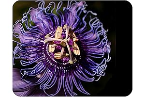 Incense Violet Purple Blue Passion Flower Vine