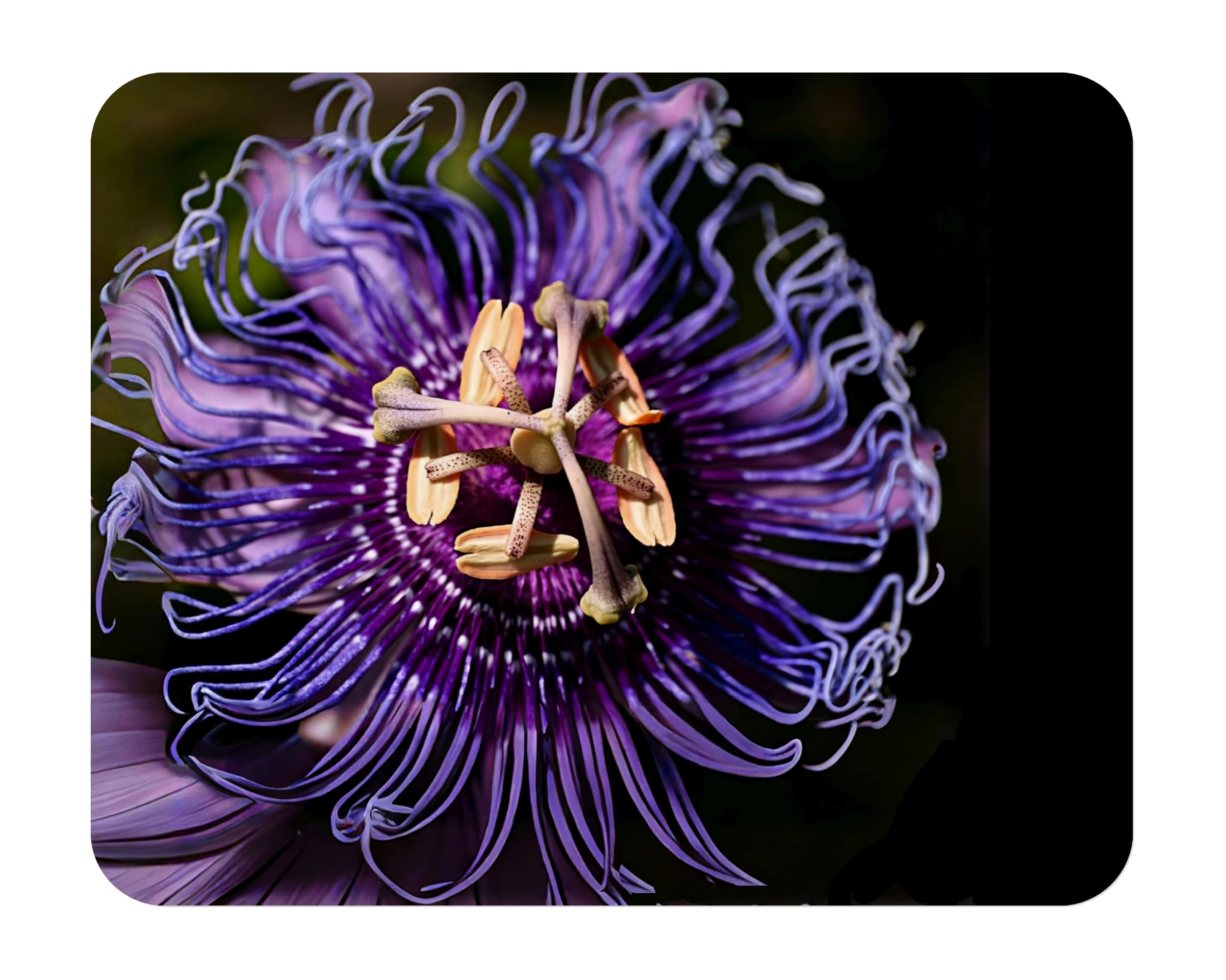 Incense Passion Flower Vine by Emerald Goddess Gardens