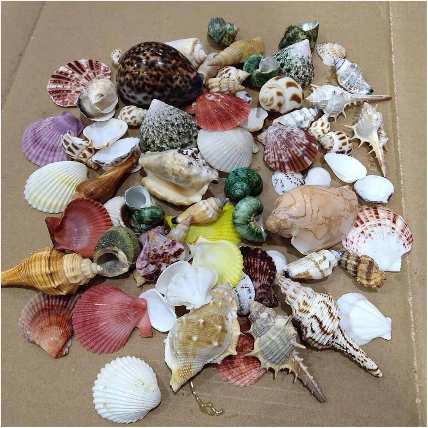 Conchas naturales para manualidades y decoracion de jarrones pack de 30 unidades estilo playero