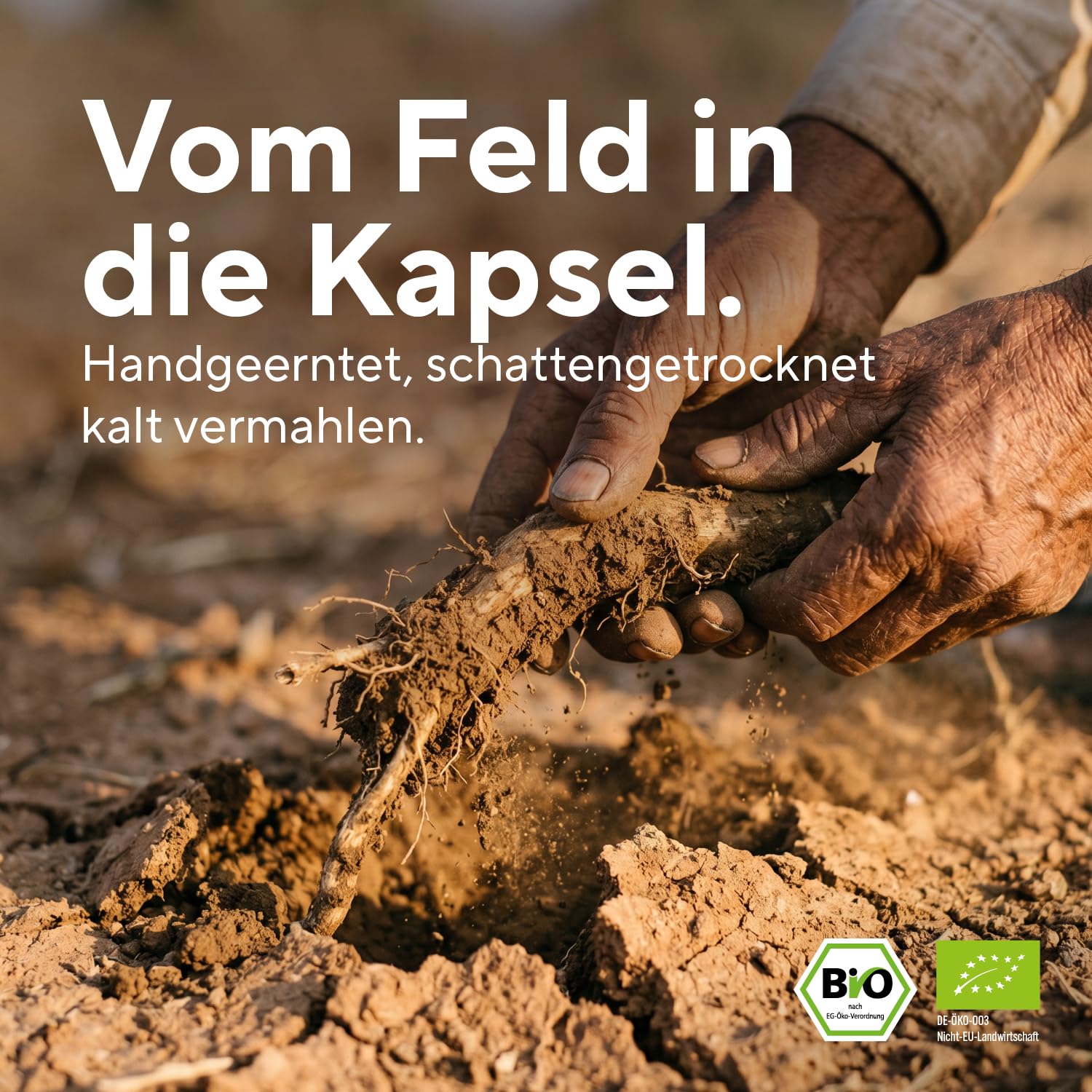 Ashwagandha Bio - 360 Kapseln - Bio Ashwagandha Kapseln hochdosiert - 2600mg - reines Wurzelpulver mit naturbelassenem vollem Nährstoffprofil (nicht extrahiert) - Indische Schlafbeere - TRUE NATURE