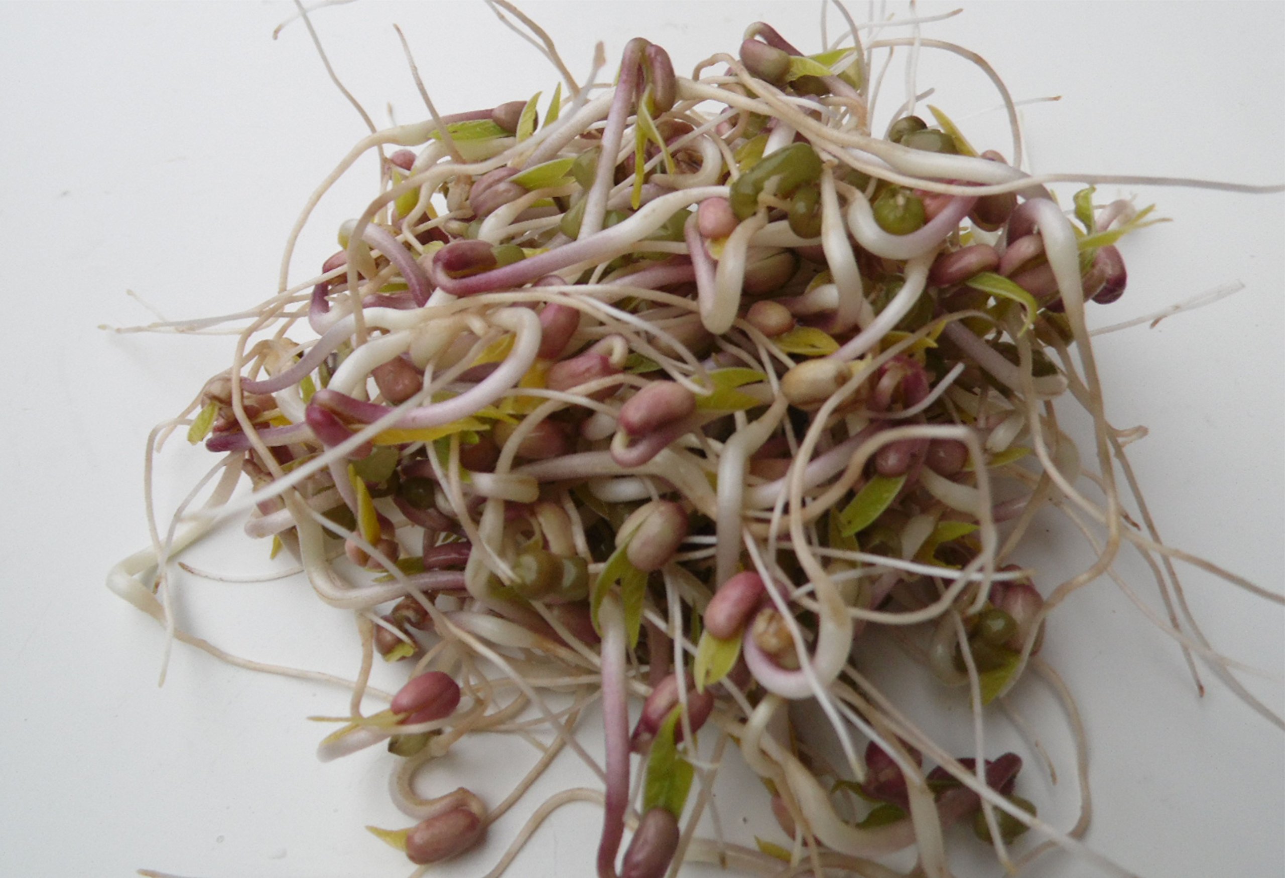 500 g BIO Keimsprossen Mischung -Spicy MIX- Keimsaat 5 x 100 g Samen für die Sprossenanzucht Senf, Linsen, Mungobohnen, Daikon-Rettich, Radies Sprossen Microgreen Mikrogrün