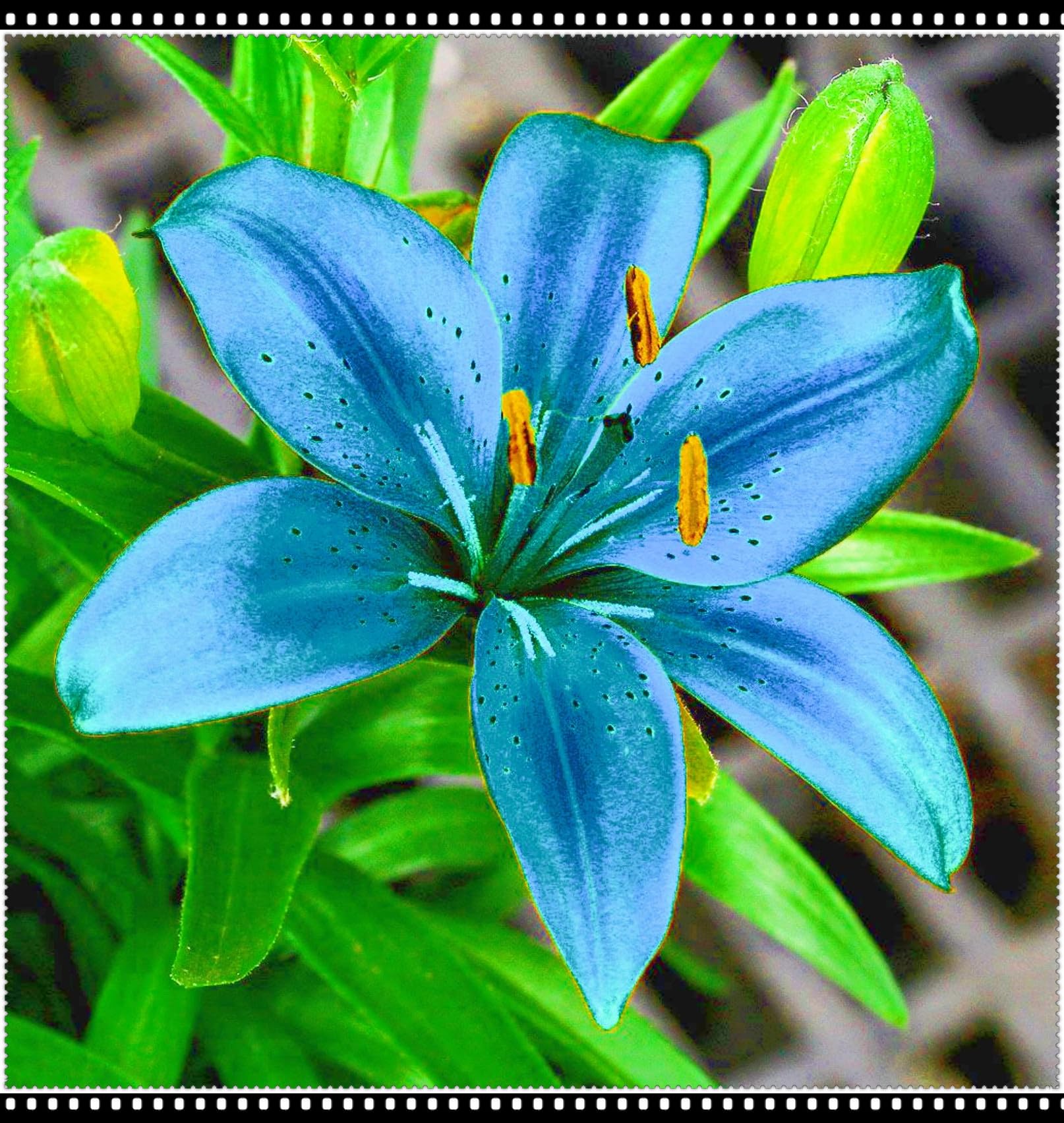 Lily Bulbs Lilies Plants/Garden Flowers/Wedding Flowers/Plant Bulbs-6bulbs-b