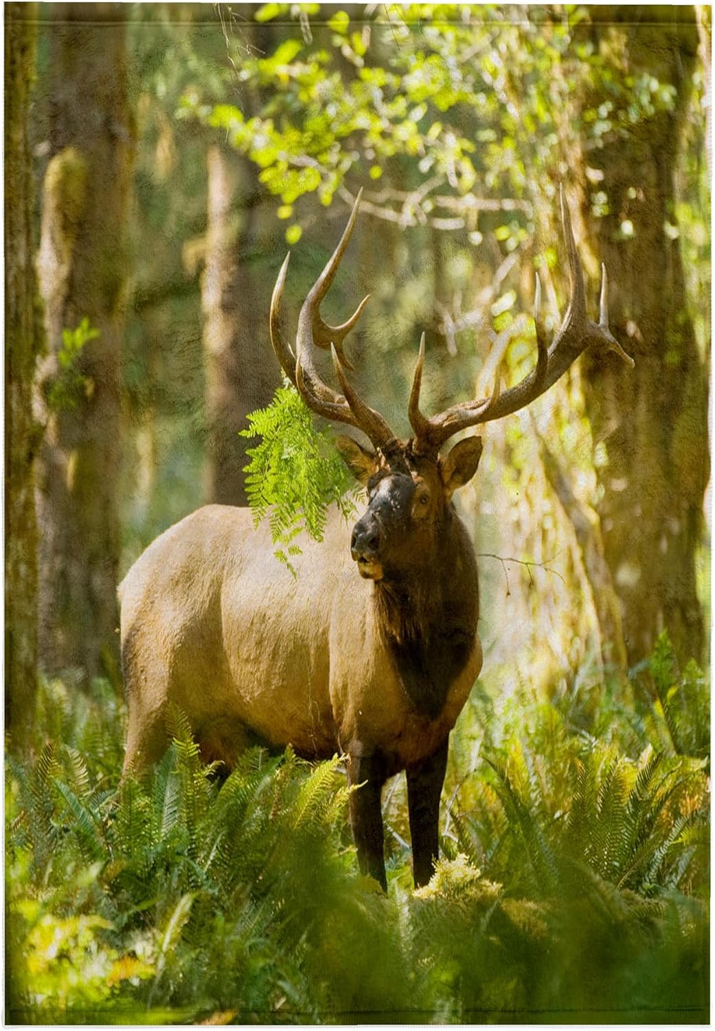 3dRose Washington, Olympic NP, Roosevelt elk Bull in the Rainforest. 22x30 Bath Hand Pool Towel
