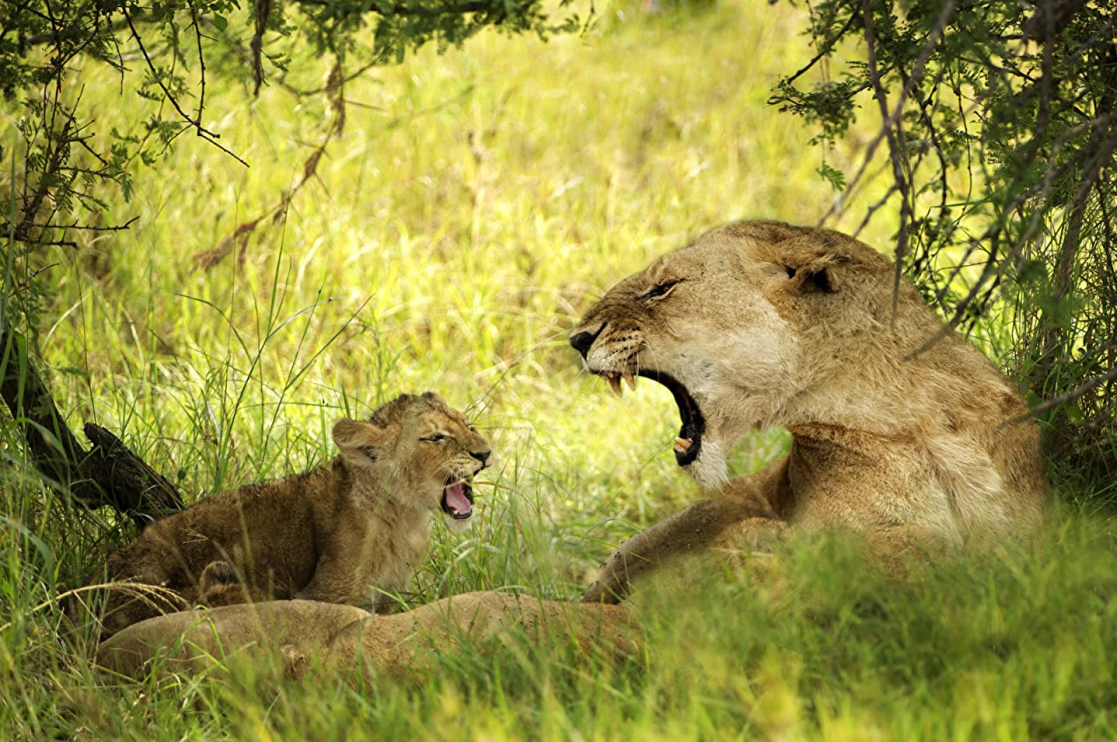 Rompecabezas niños 1500 Piezas Animales Leones Grandes Felinos 87x57cm