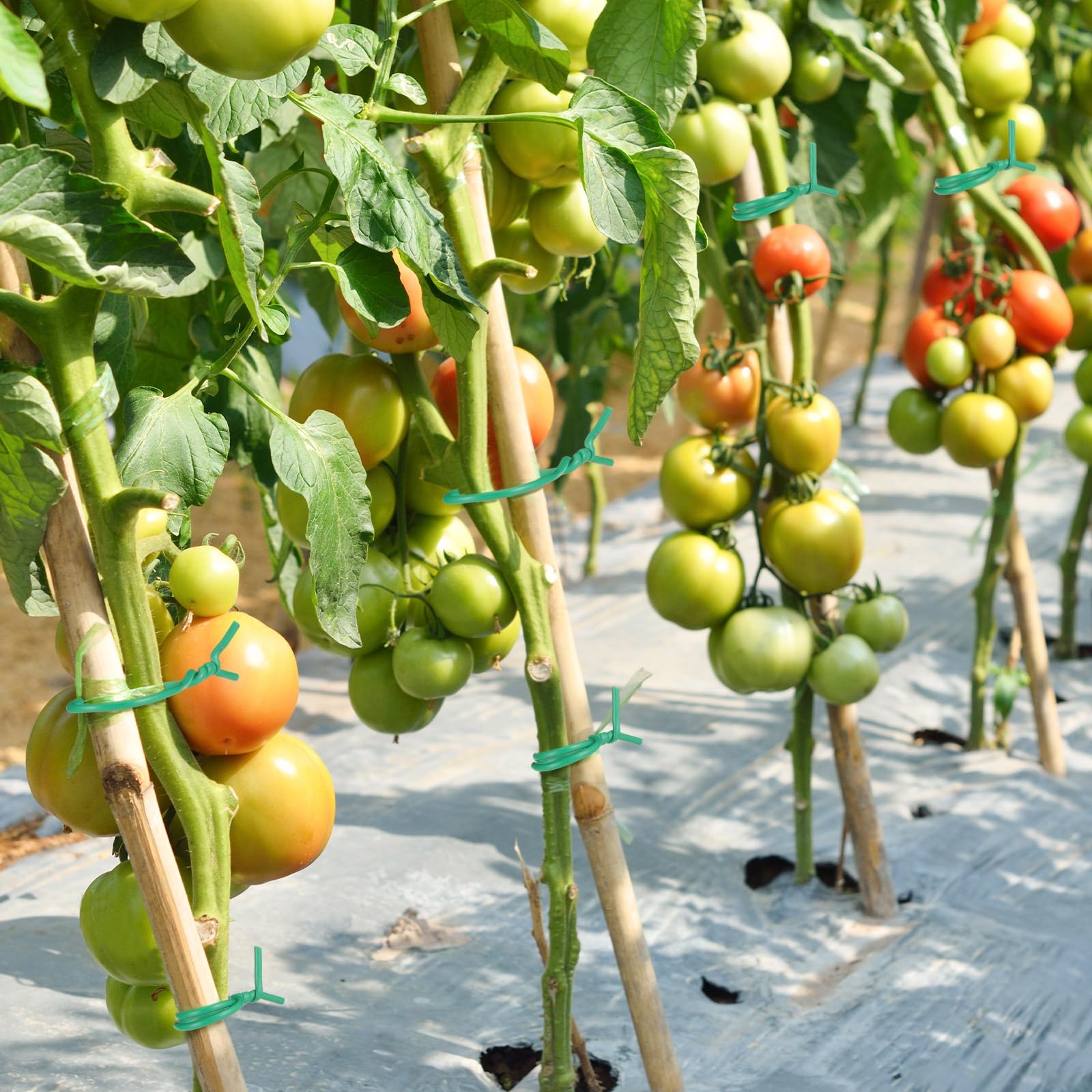 Zhengmy Lazo suave de 500 pies para plantas con cortador de alambre, lazos de jardín de giro verde, suministros de jardinería, 2,5 mm de diámetro para apoyar plantas trepadoras, organización de