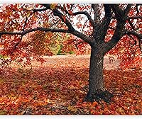 Vista 80 de artgeist Mural de Pared Forestal 154x122 pulg - Adhesivo de Pared Autoadhesivo para Despegar y Pegar, Adhesivo de Pared, Adhesivo de Foto