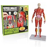 Interactive Human Body - 60 Piece Fully Poseable Anatomy Figure – 14” Tall Model - Anatomy Kit – Removable Muscles&comma; Organs&comma;Bones STEM Toy – Ages 8&plus;