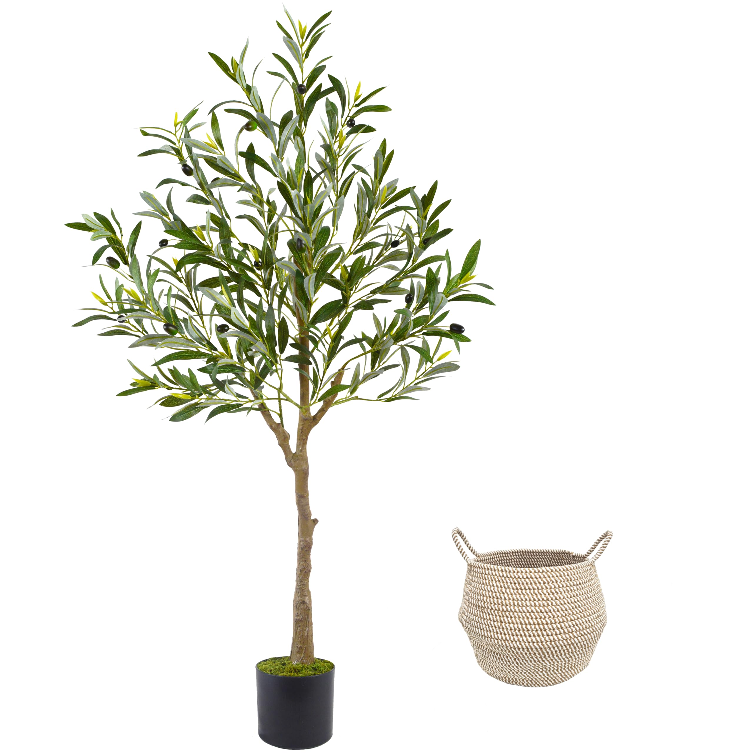 Warmplants 4ft Olive Tree