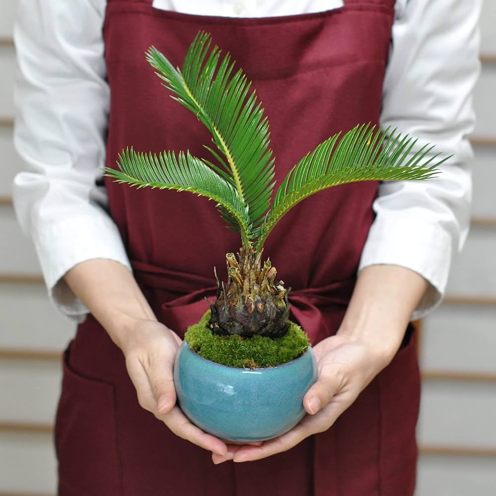 81X1pdJIioL._AC_UF1000,