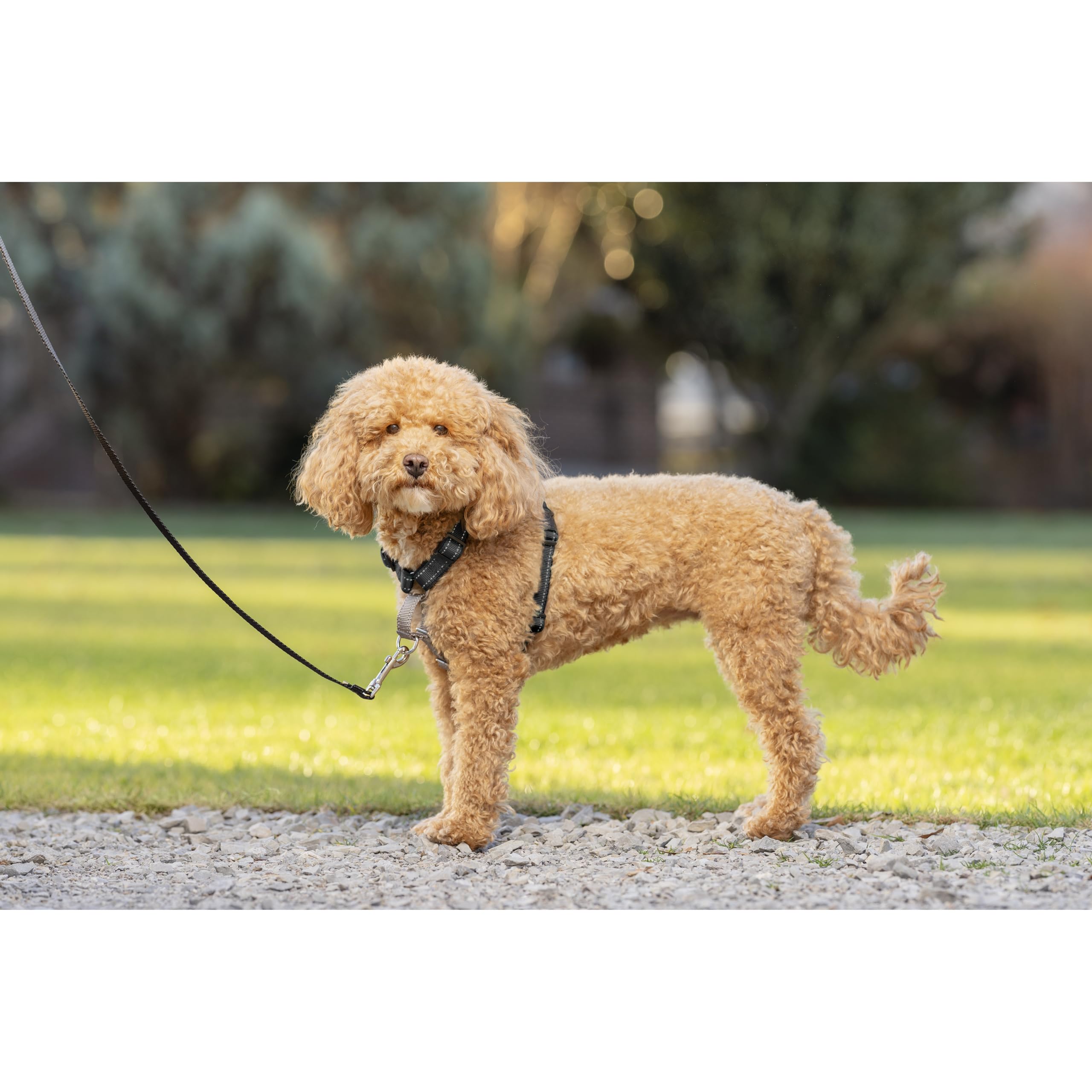 PetSafe 3-in-1 - Arnés Pectoral para Perros con Enganche Frontal - para Paseos Controlados - Negro - S
