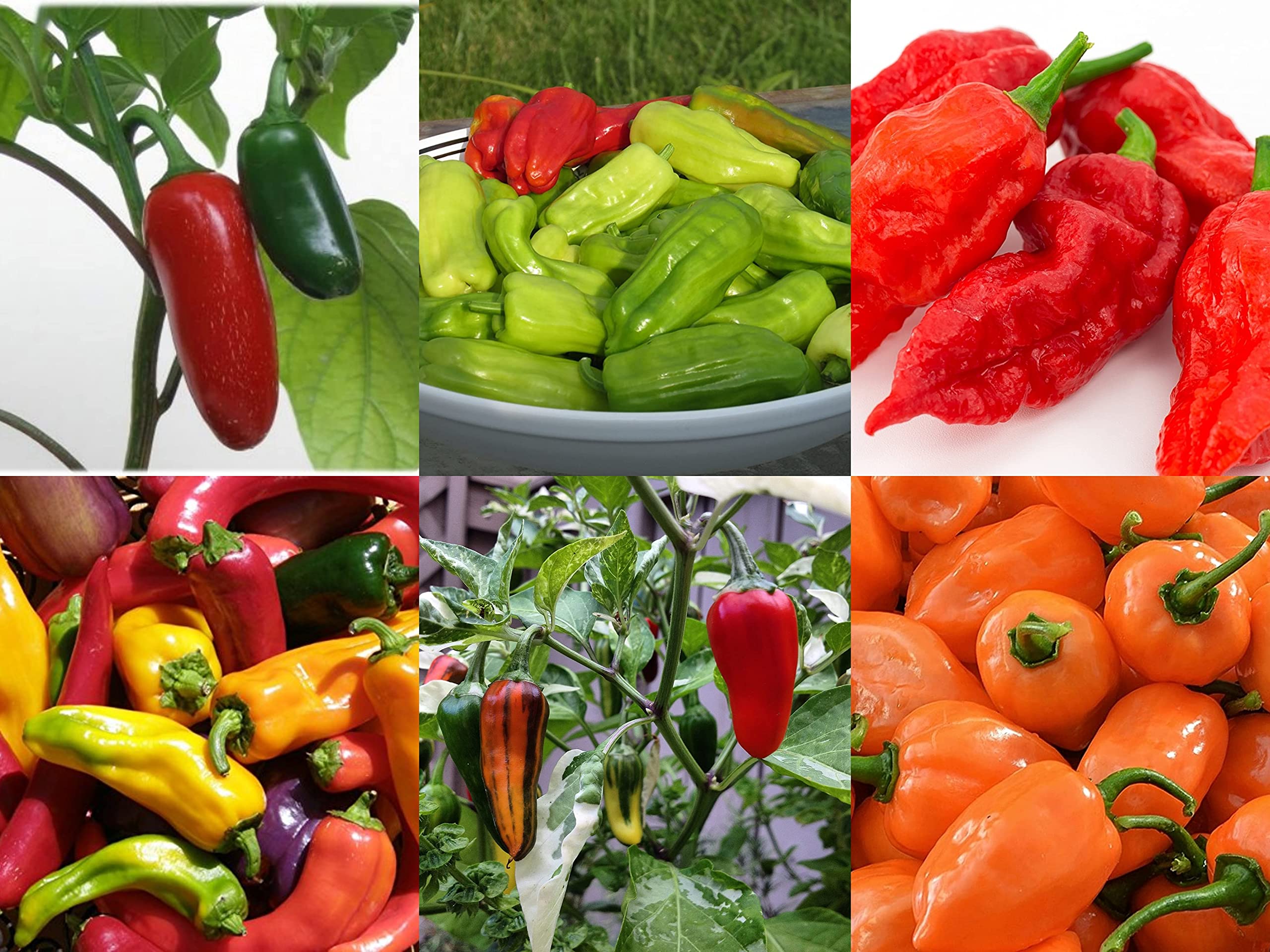 Hot Pepper Seed Assortment- 6 Varieties, Over 300 Seeds, All Non-GMO Heirloom Varieties (B0C5RYM21P) Amazon Price History, Amazon Price Tracker