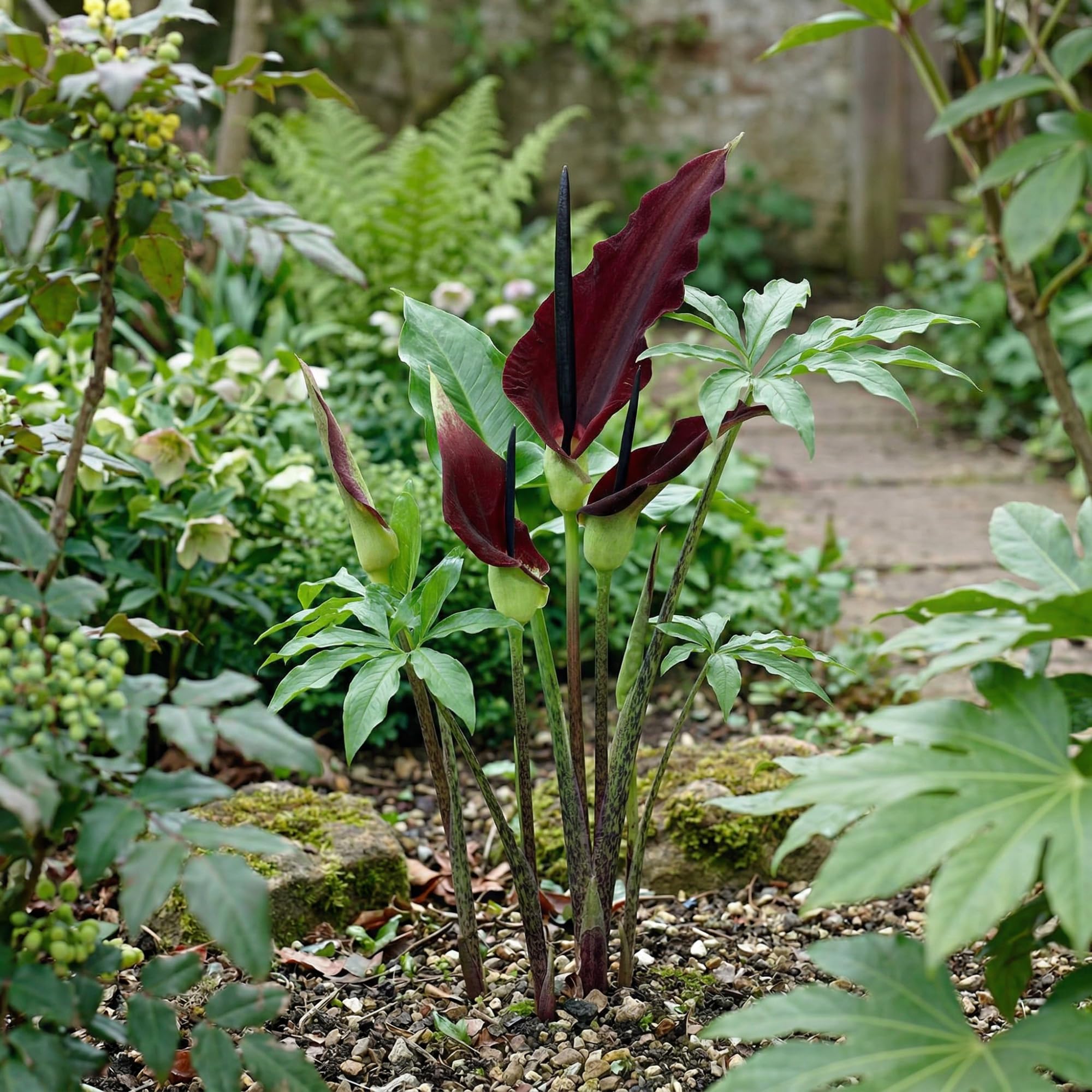 Dracunculus vulgaris - Blumenzwiebeln Mehrjhrig Winterhart - Gemeiner  Drachenwurz Knolle - 1 Zwiebel in Groformat 30/32 - Pflanzen aus Holland -  fr Garten or Tpfe (groe Knollen, kein samen) : Amazon.de: Garten