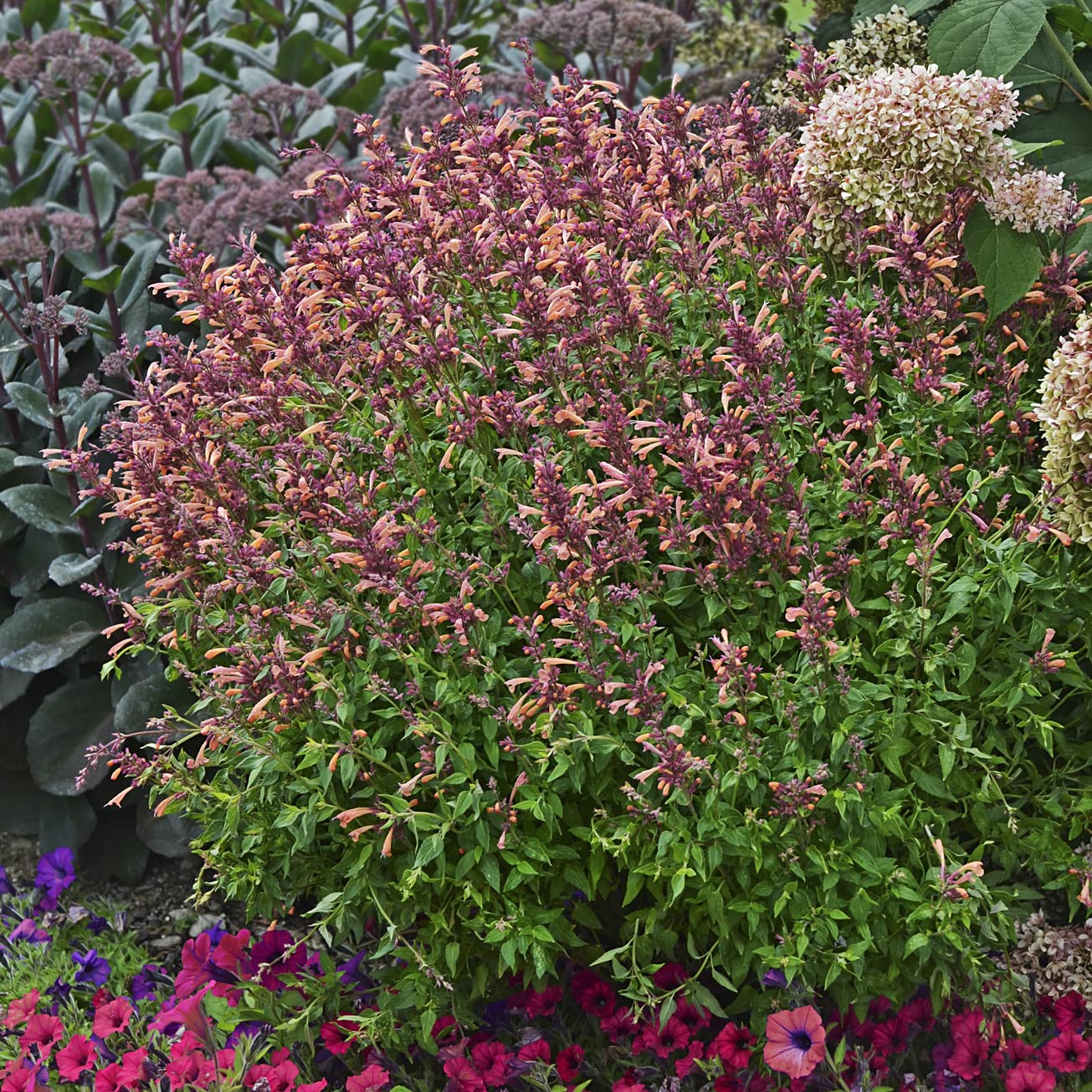HostaKing Agastache Peachie Keen