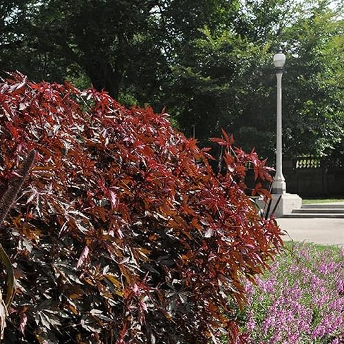 Miniatura 5 de CHUXAY GARDEN 5 semillas de hibisco 'esplendor de caoba', hibisco de hojas rojas, rosela falsa, malva rosa africana, preciosas flores rojas, hierbas