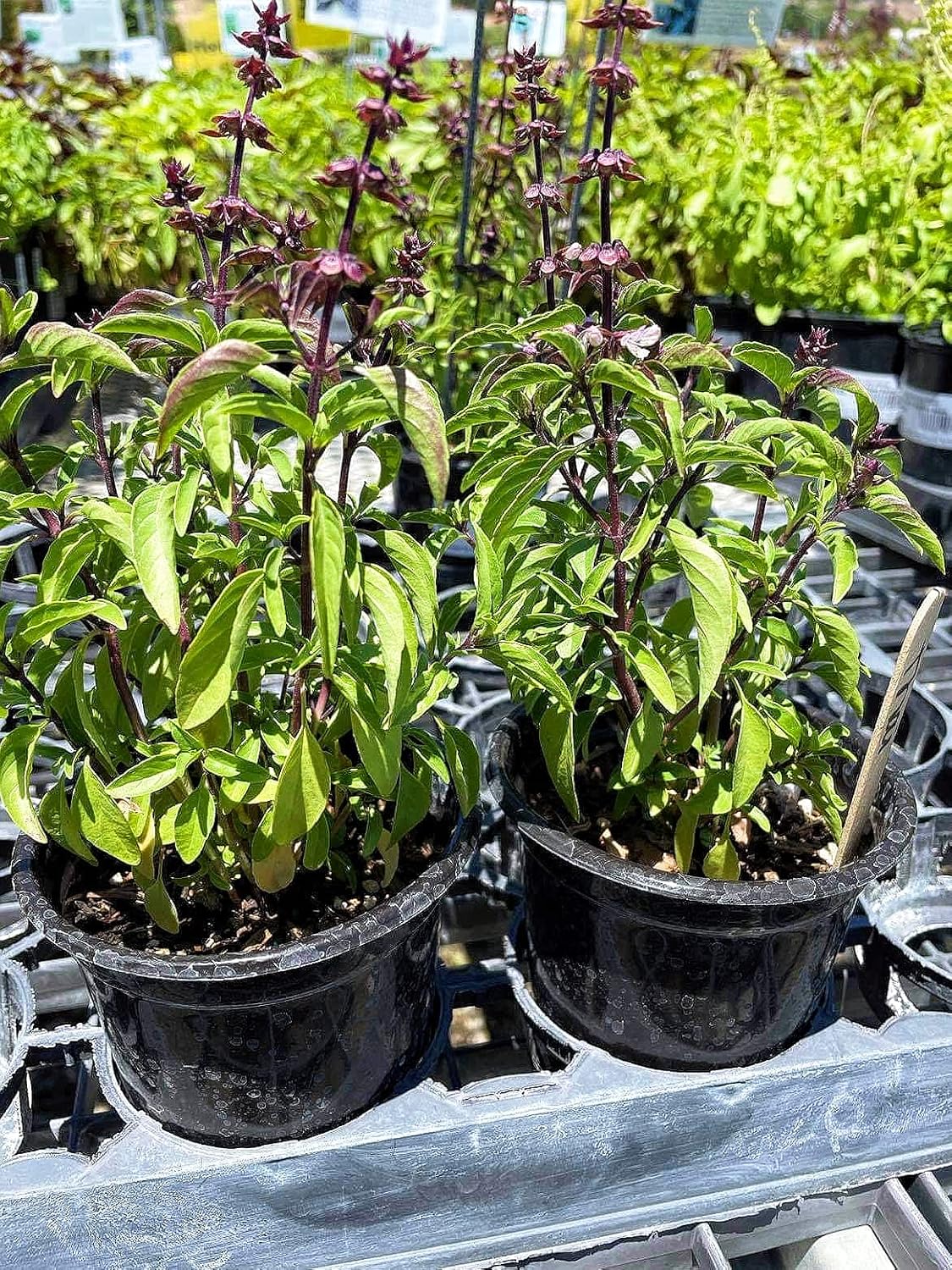 Kejora Thai Basil Live Plant with Pot HERB Plant Patio