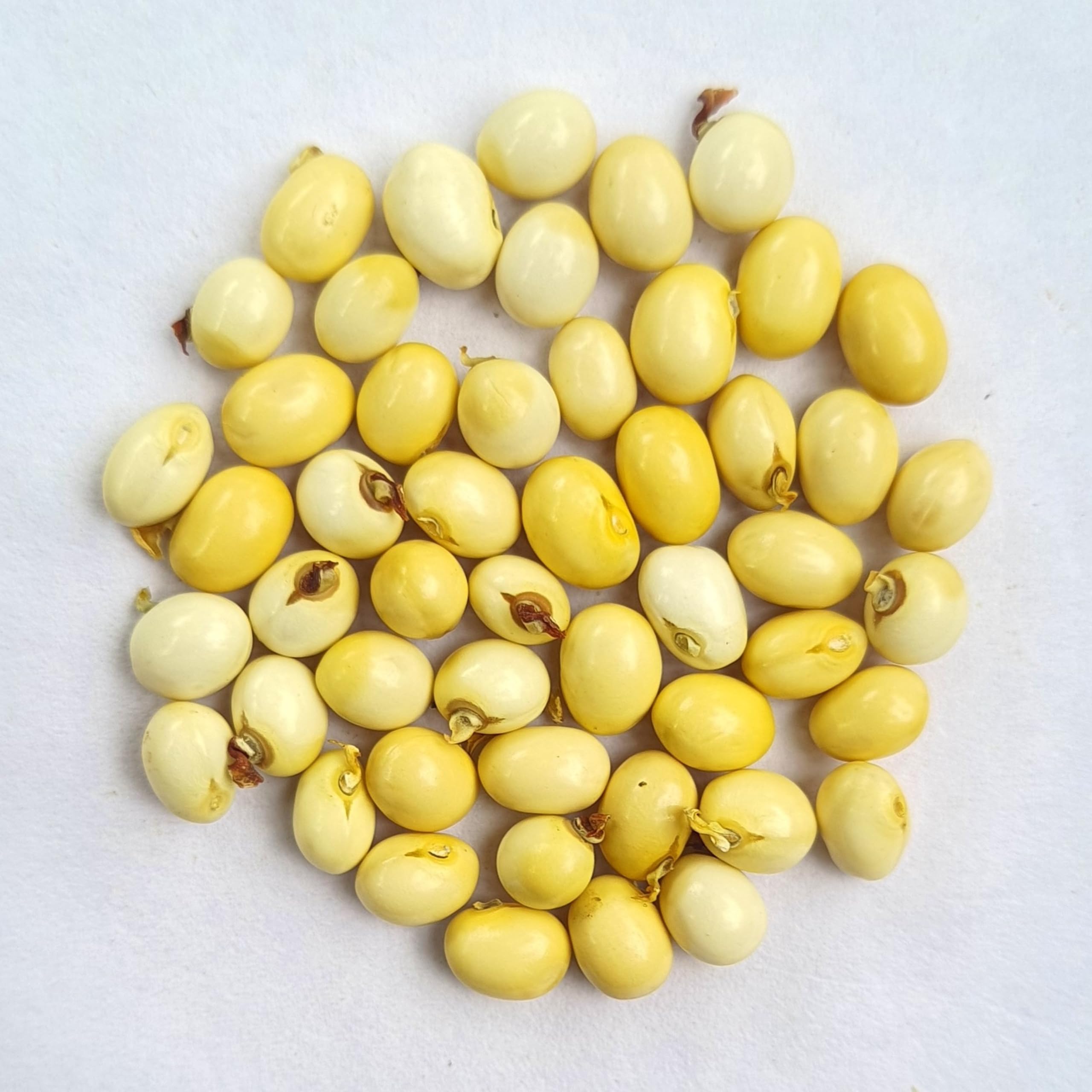 Tribal Craft™ Pure Rare Chirmi Seeds - White Gunja Chirmi Gurinvida Beads Ratti Gumchi Madhuyastika for Lakshmi Mahakali and Saraswati (Pack of 101) (B0C33KYVTC) Amazon Price History, Amazon Price Tracker