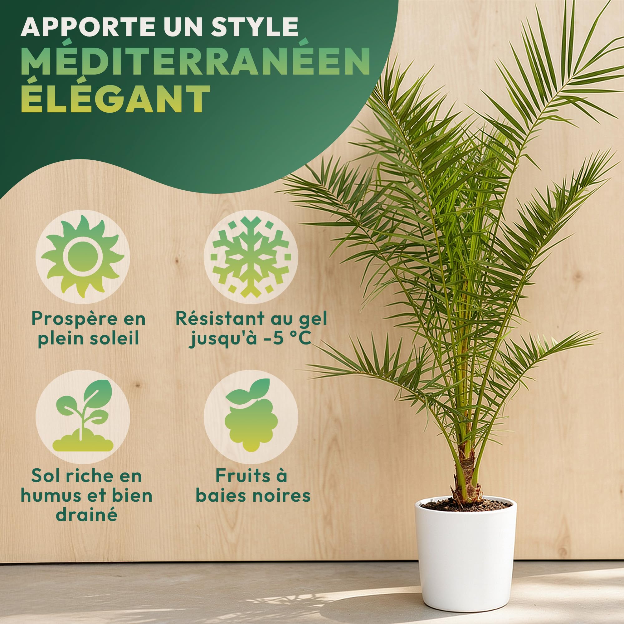 Lot de 2 Palmiers 140 cm Phoenix & Washingtonia – Palmier Naturelle