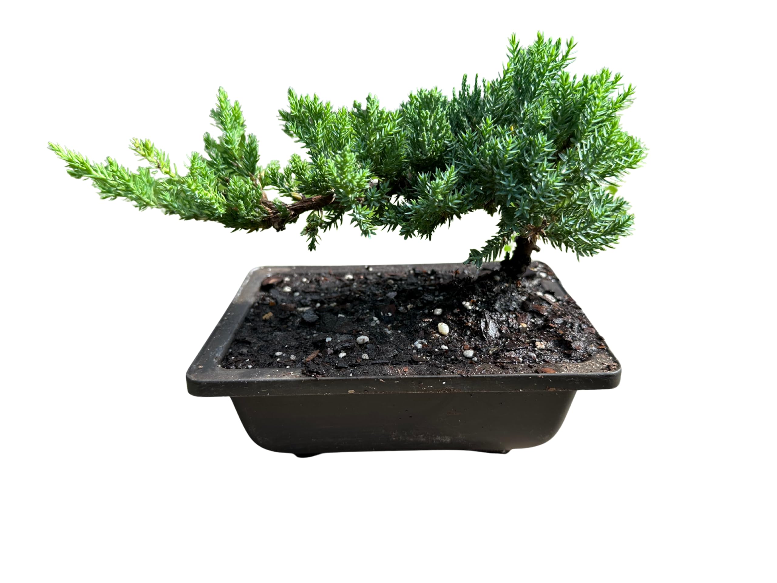 Live Dwarf Juniper Bonsai Tree Potted in Plastic Pot 3 Years Old