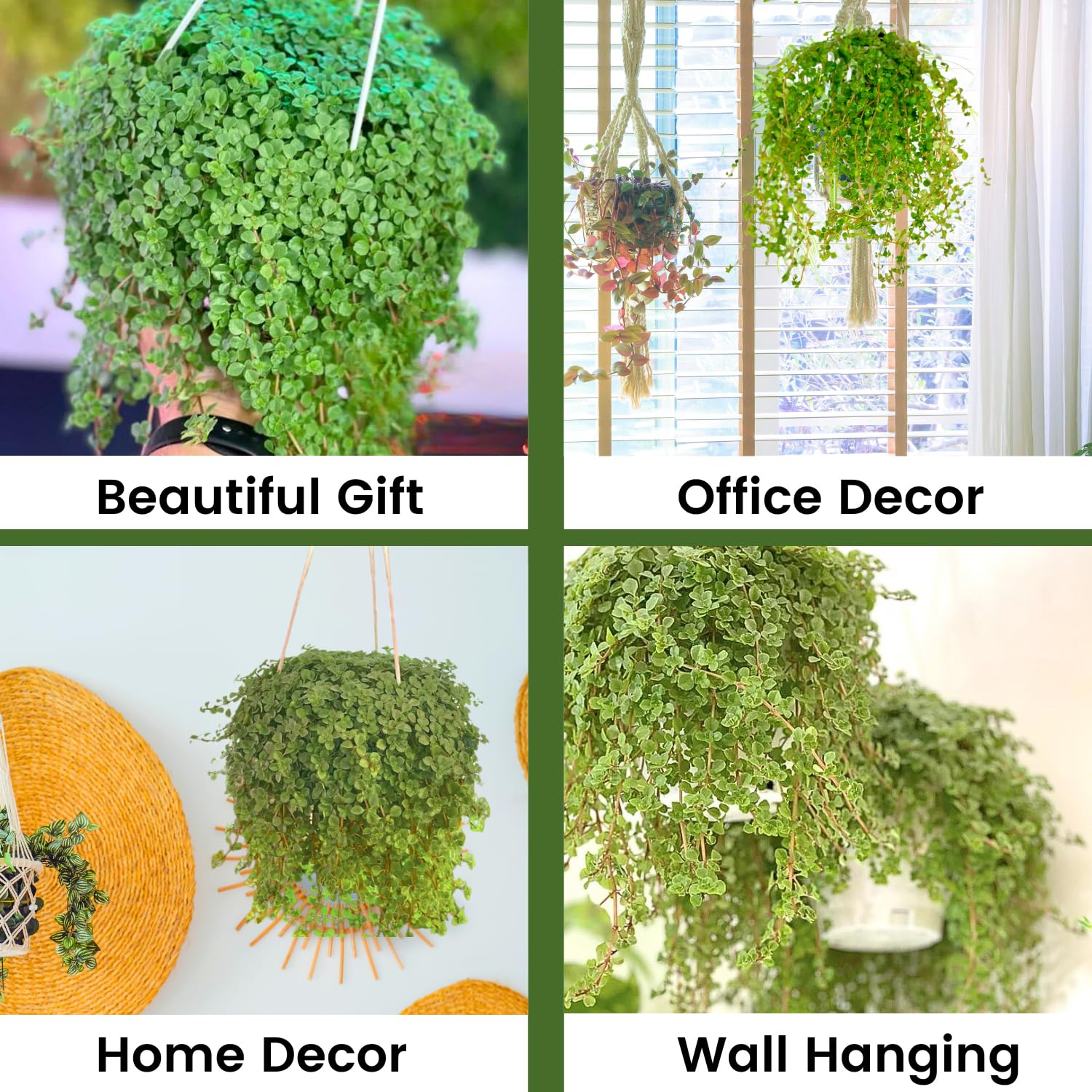 indoor planters for large plants Mayne - Cape Cod 32