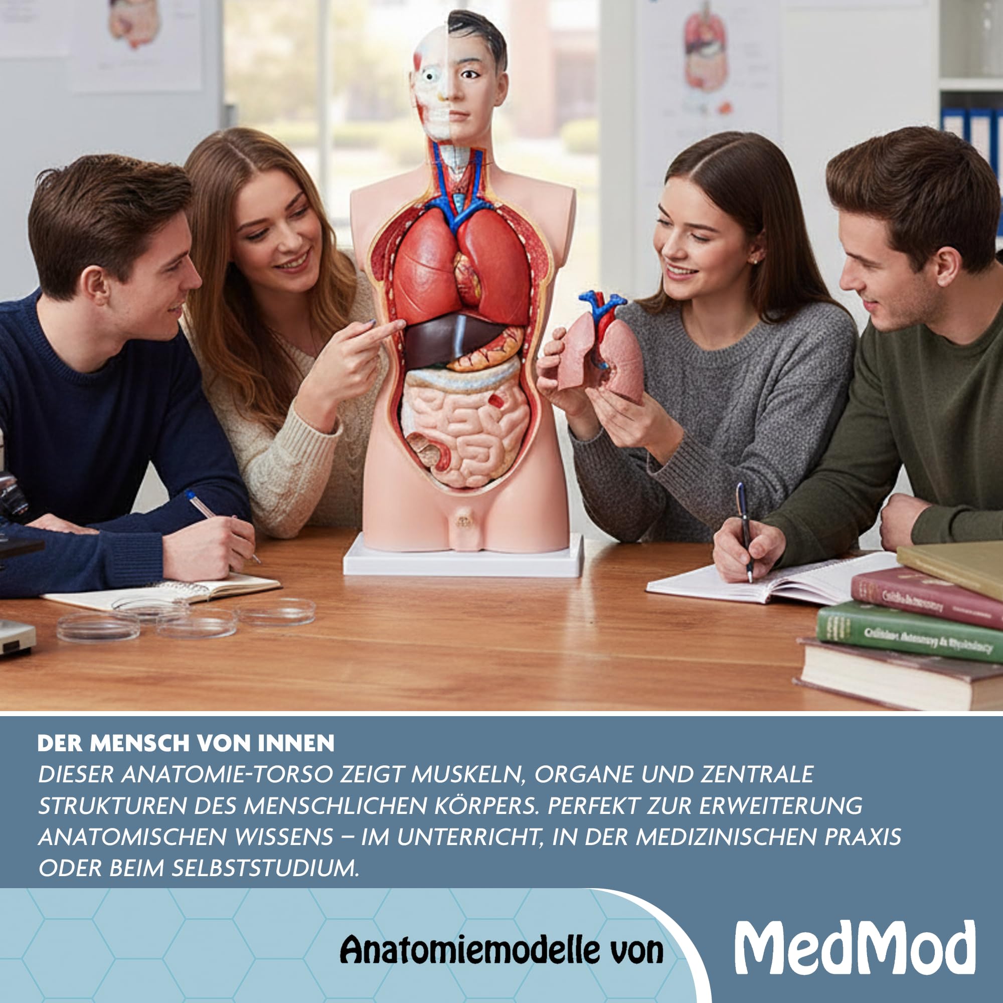 Anatomie Modell Torso 85 cm, Detaillierter menschlicher Körper aus PVC mit entnehmbaren Organen für Schule, Studium und Anatomie-Training, Lehrmodell