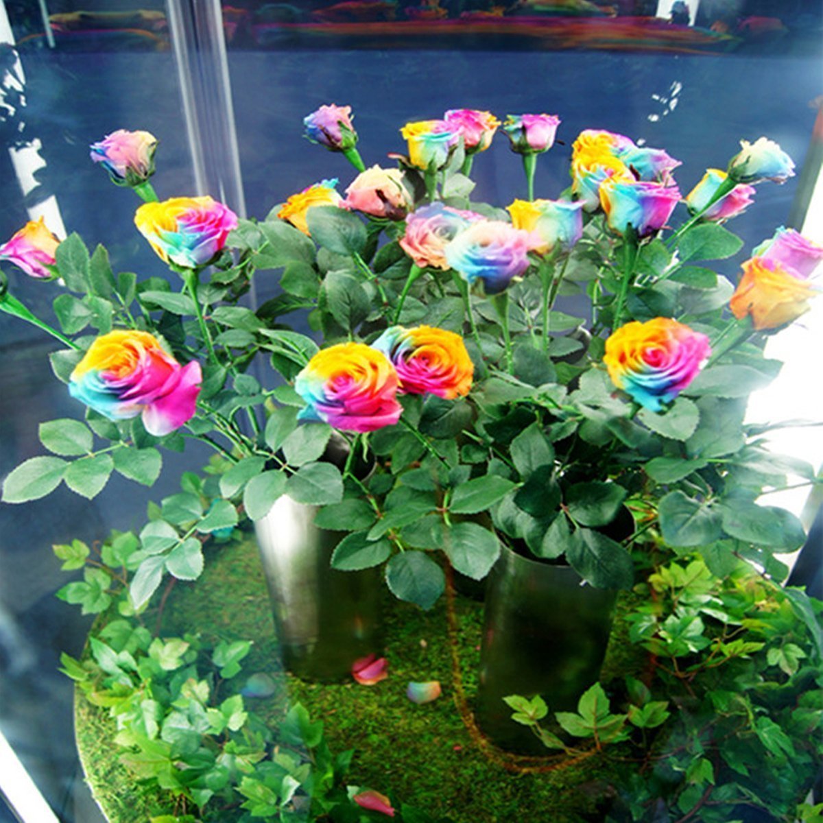 Amazon.co.jp: Pinkdose Multicolor Rose Seed Rose Flower Seeds