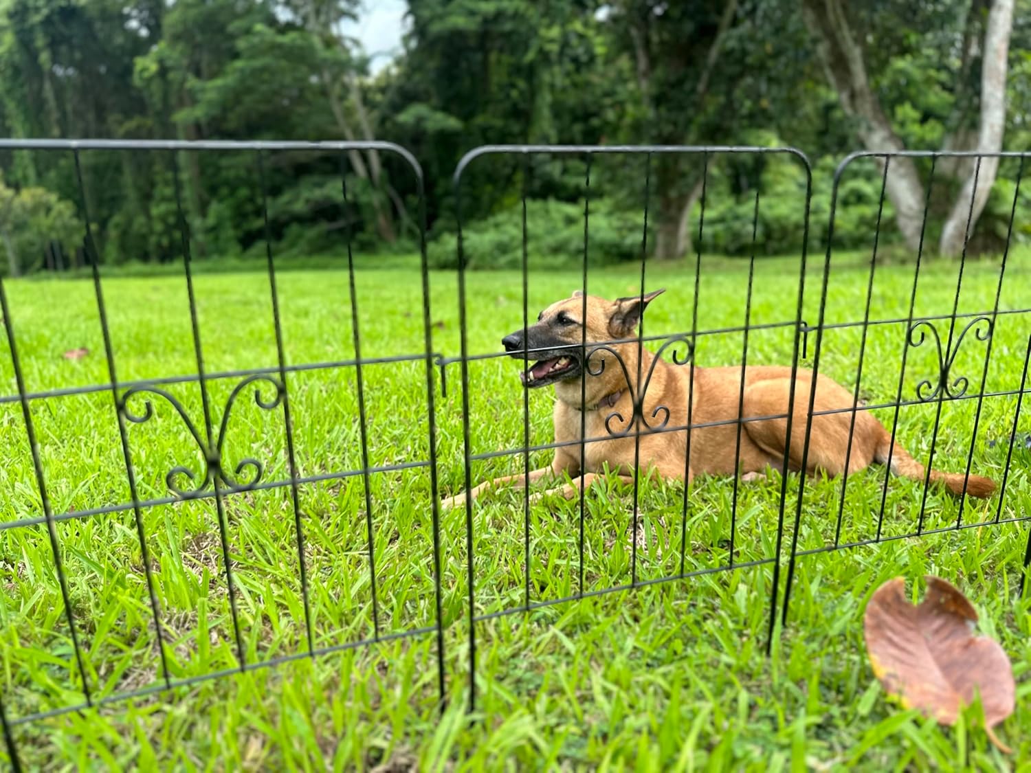 ShopLaLa Animal Barrier Fence (10 Panels), 12in(L) x 24in(H) Decorative Rustproof Black Metal Wire Flower Bed Edging for Landscape with Butterfly Design, Fencing Yard, Patio Outdoor Garden Decor