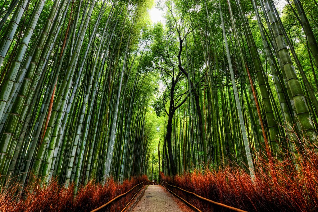【幕男きいろ】幕男4th The Arth×URBAN FOREST Amazon.com: Pathway In Bamboo Forest Trees Kyoto Japan Photo