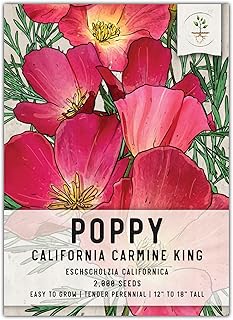 Seed Needs, Carmine King California Poppy Seeds - 2,000 Seeds for Planting Eschscholzia californica - Open Pollinated & Untreated Wildflowers for Growing a Butterfly Garden (1 Pack)
