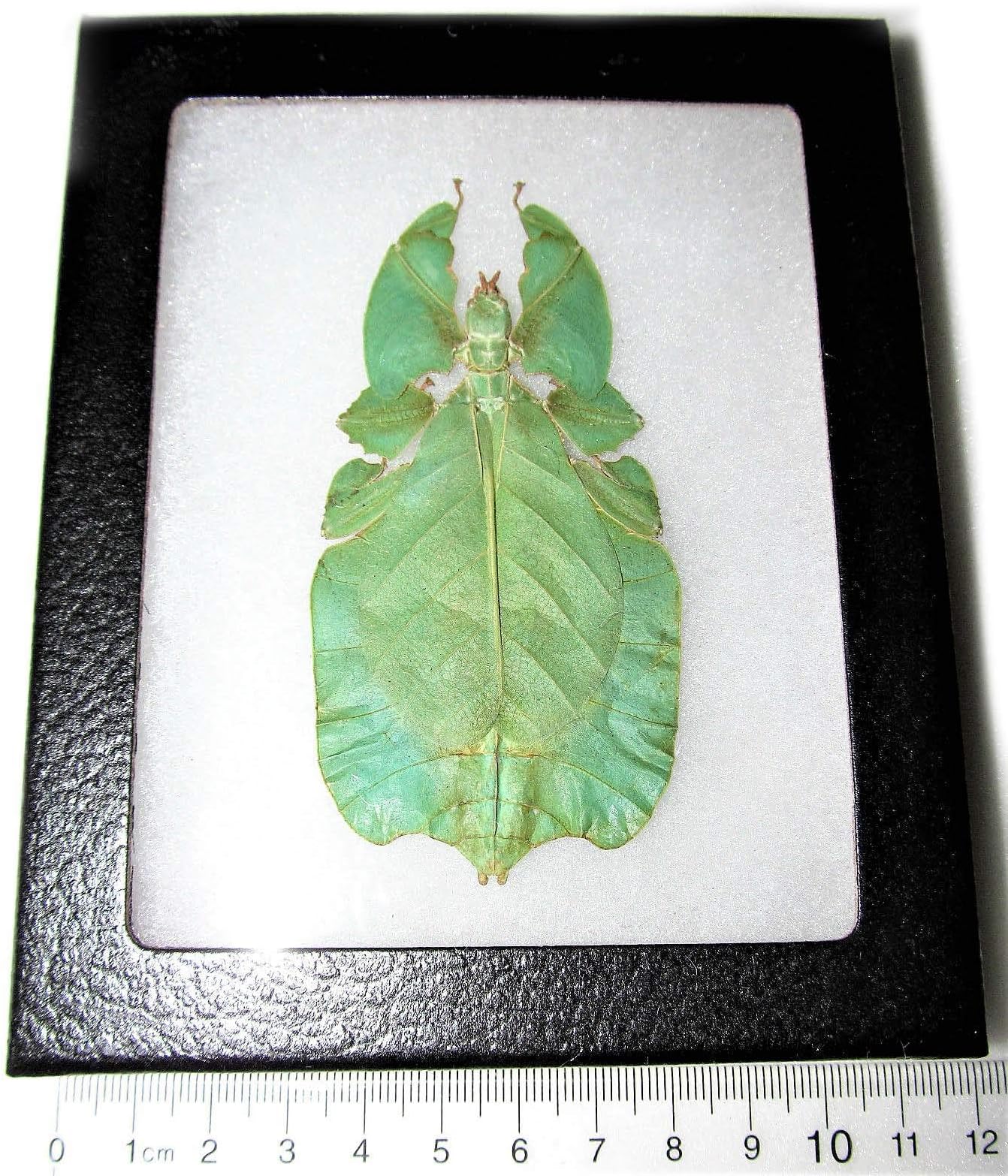 BicBugs Phyllium pulchrifolium GREEN FORM FEMALE real leaf mimic walking stick insect bug Indonesia FRAMED