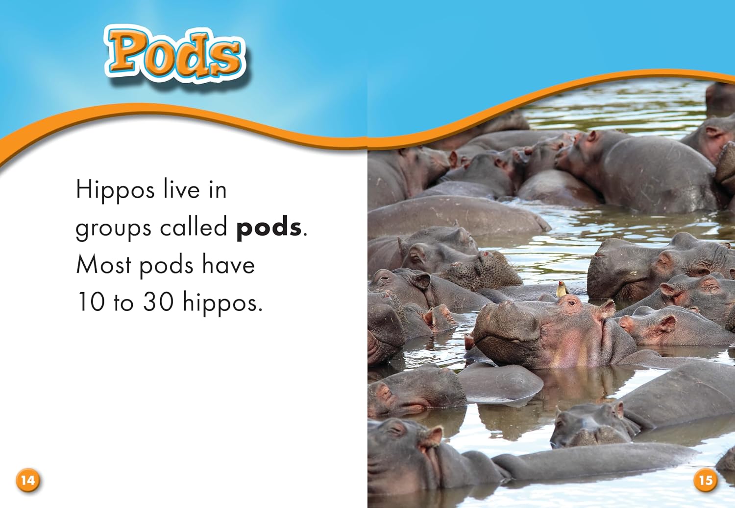 Hippopotamuses (Blastoff! Readers: Animal Safari)